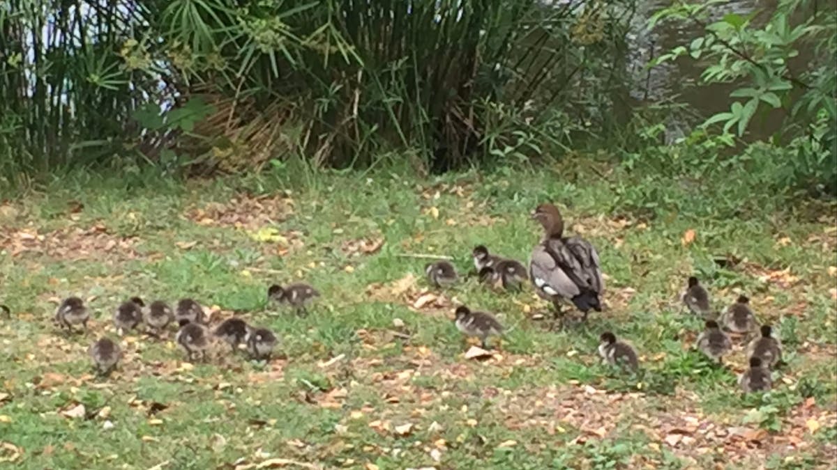 There is always plenty of native wildlife to see at Sanctuary Lakes Fauna Retreat