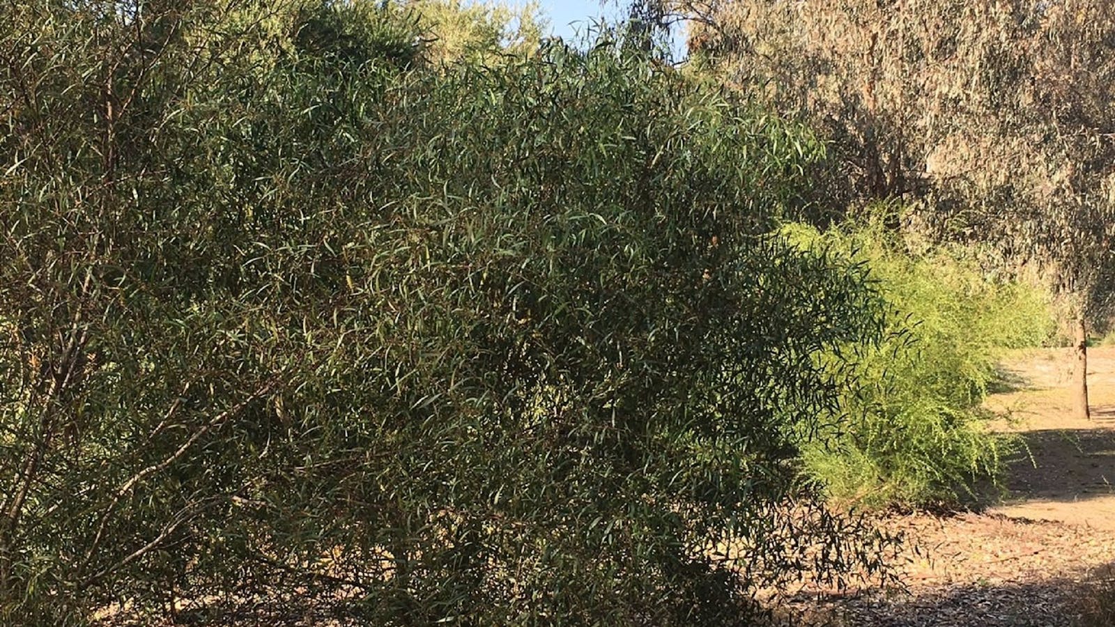 Benalla's Aboriginal Garden