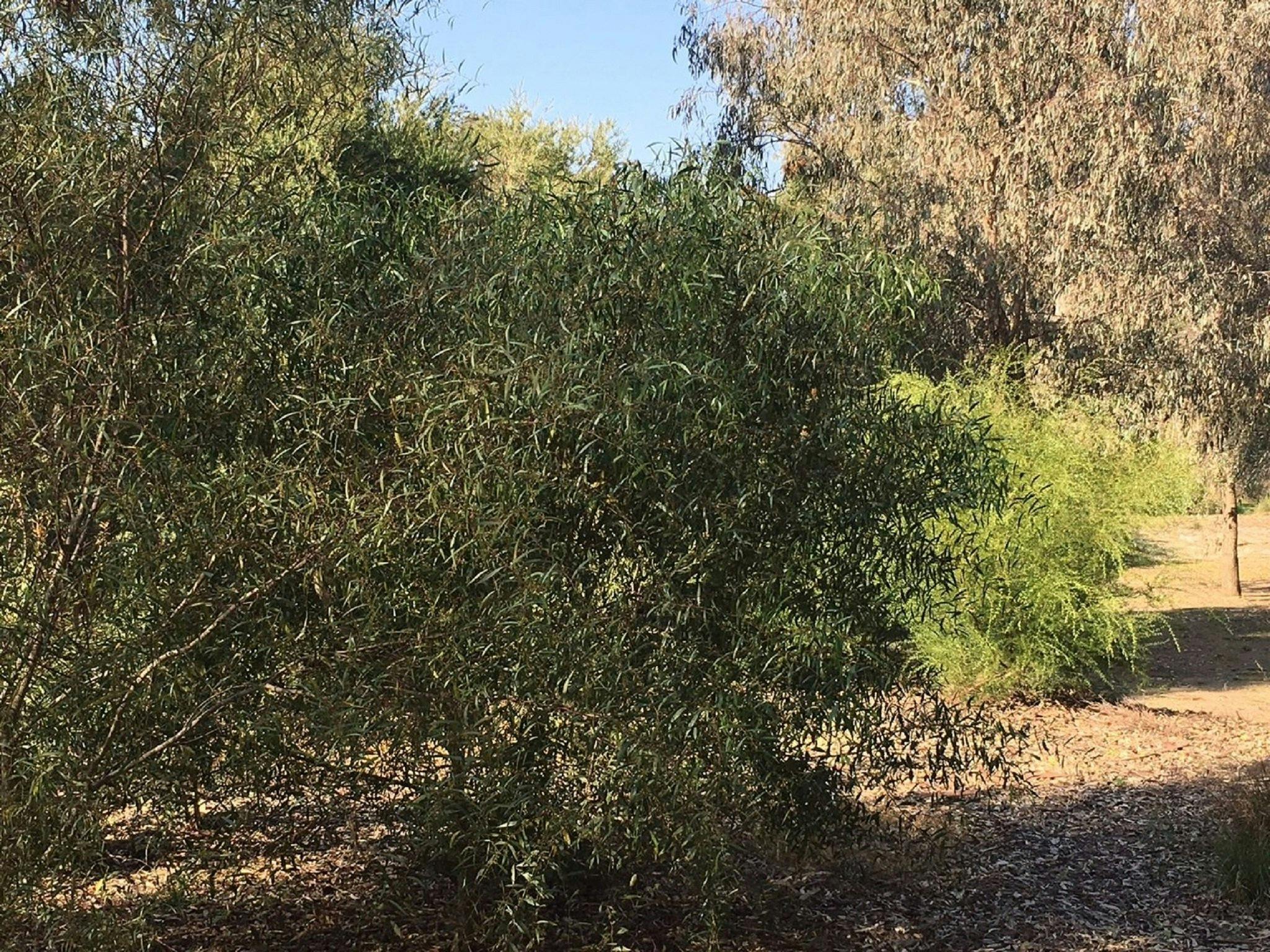 Indigenous Garden