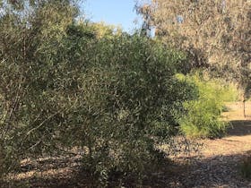 Indigenous Garden