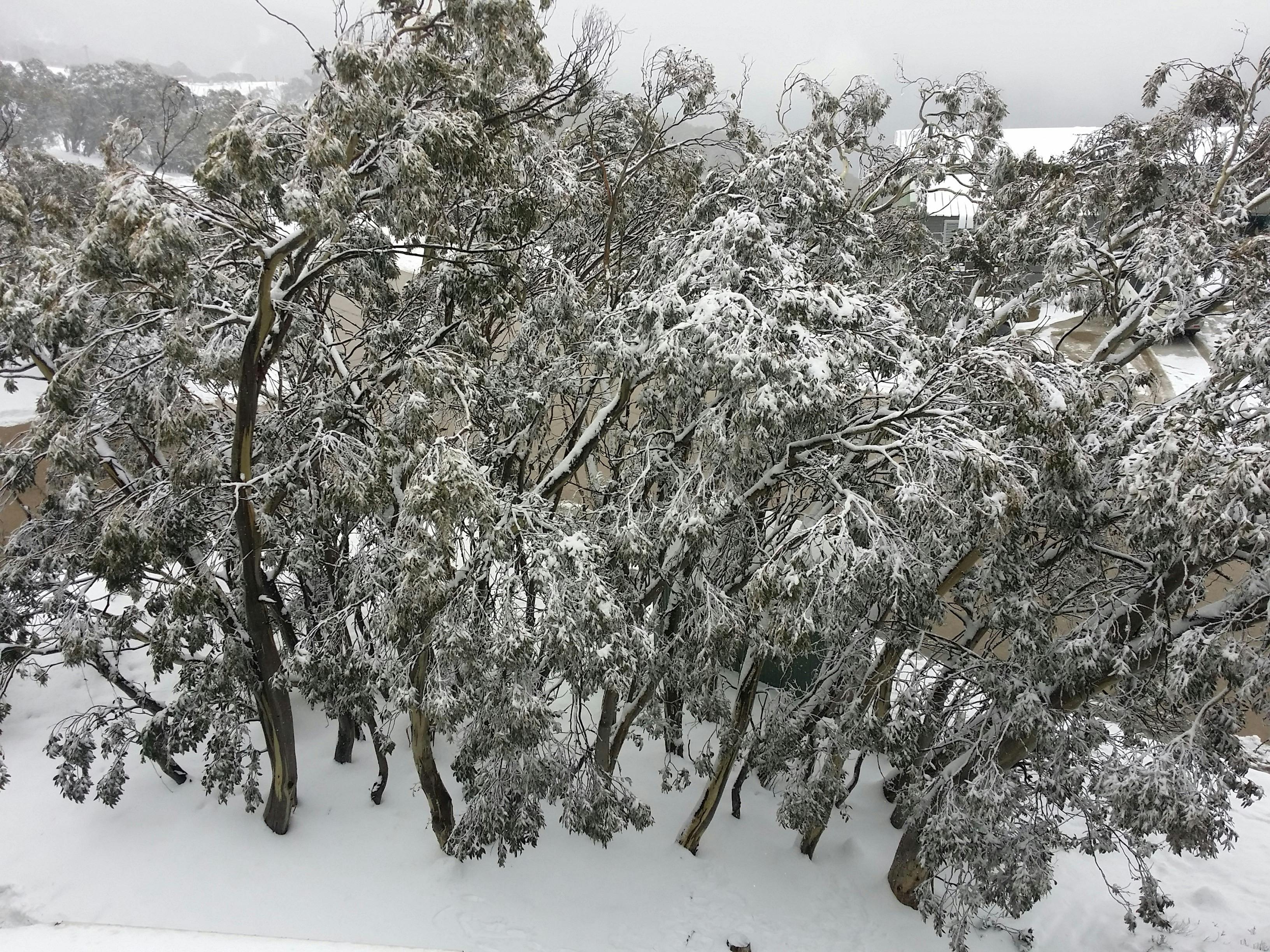 Snow in the trees