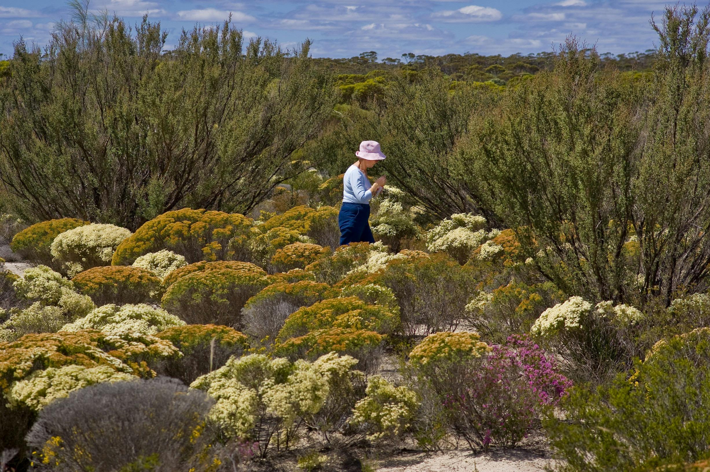 Tourist in featherflowers (Verticordia) wildflowers, near Hyden, Western Australia