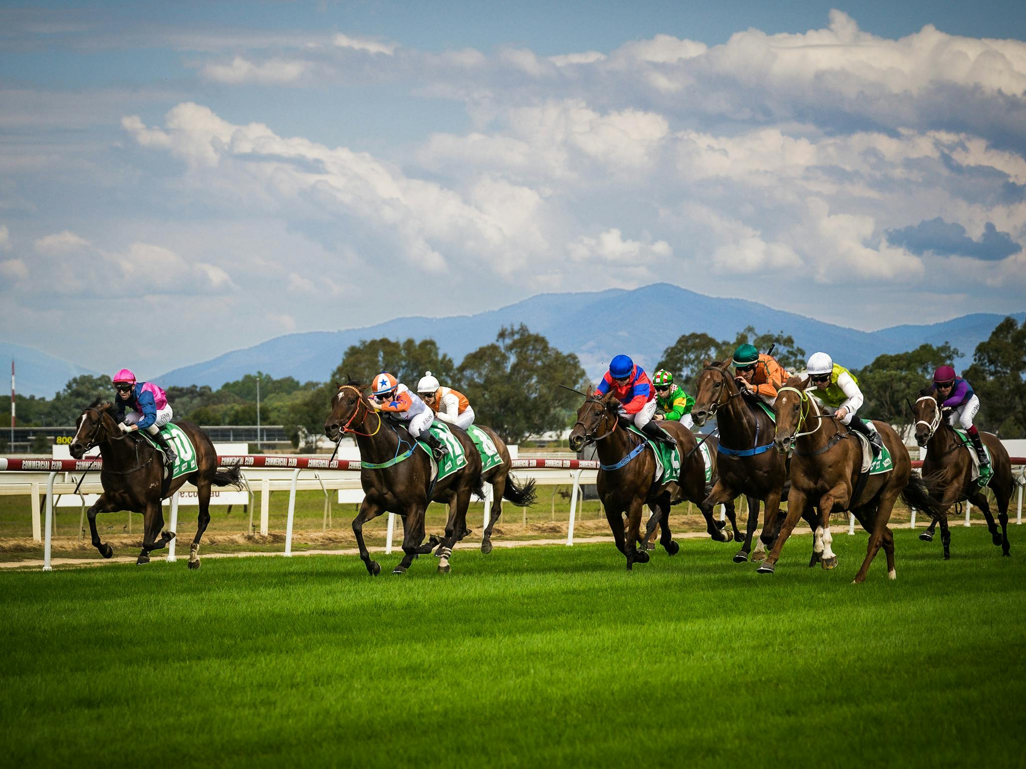 horses racing