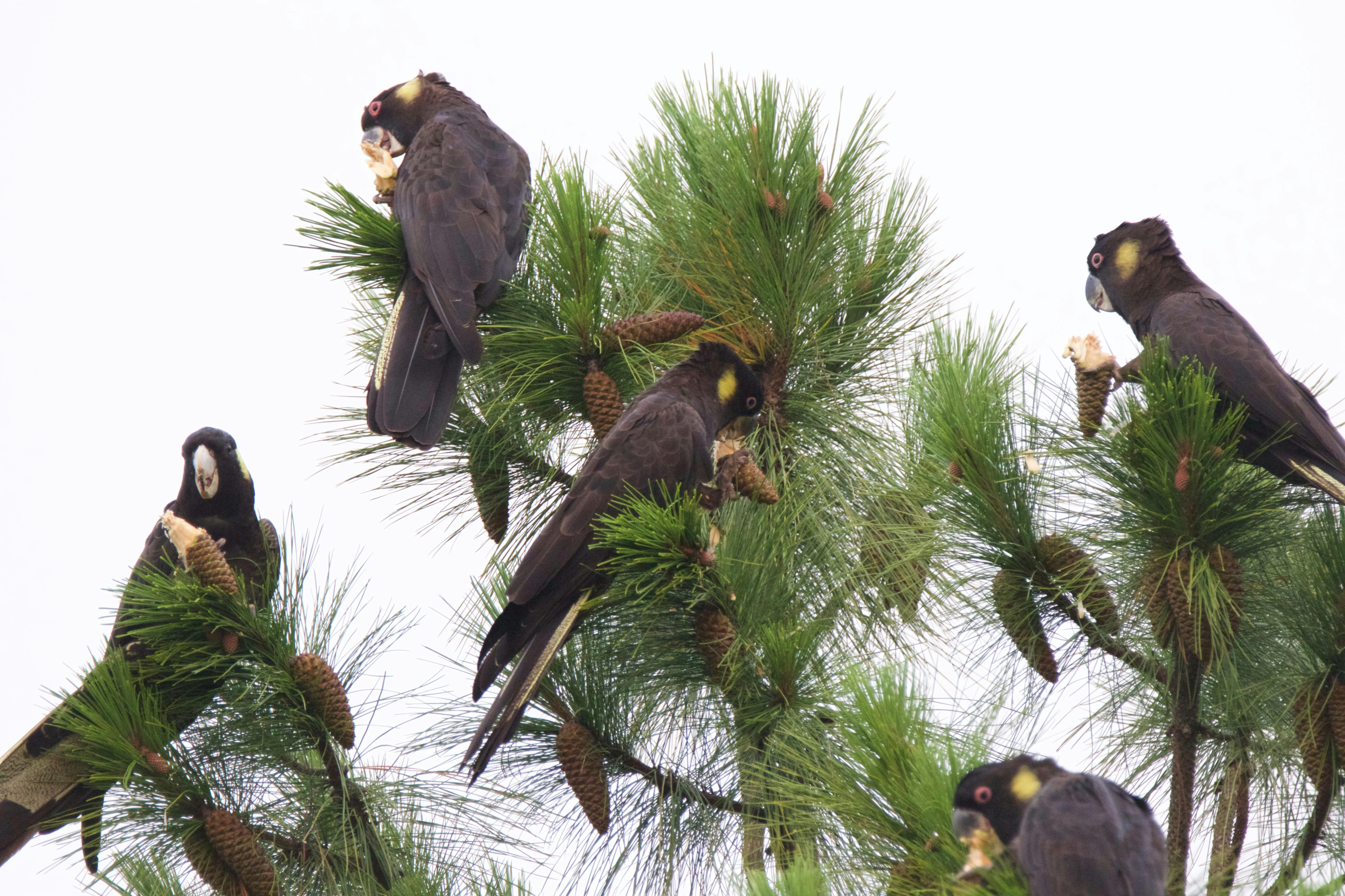 Flock of Yellow-tailed Black Cockatoos feeding on pine cones
