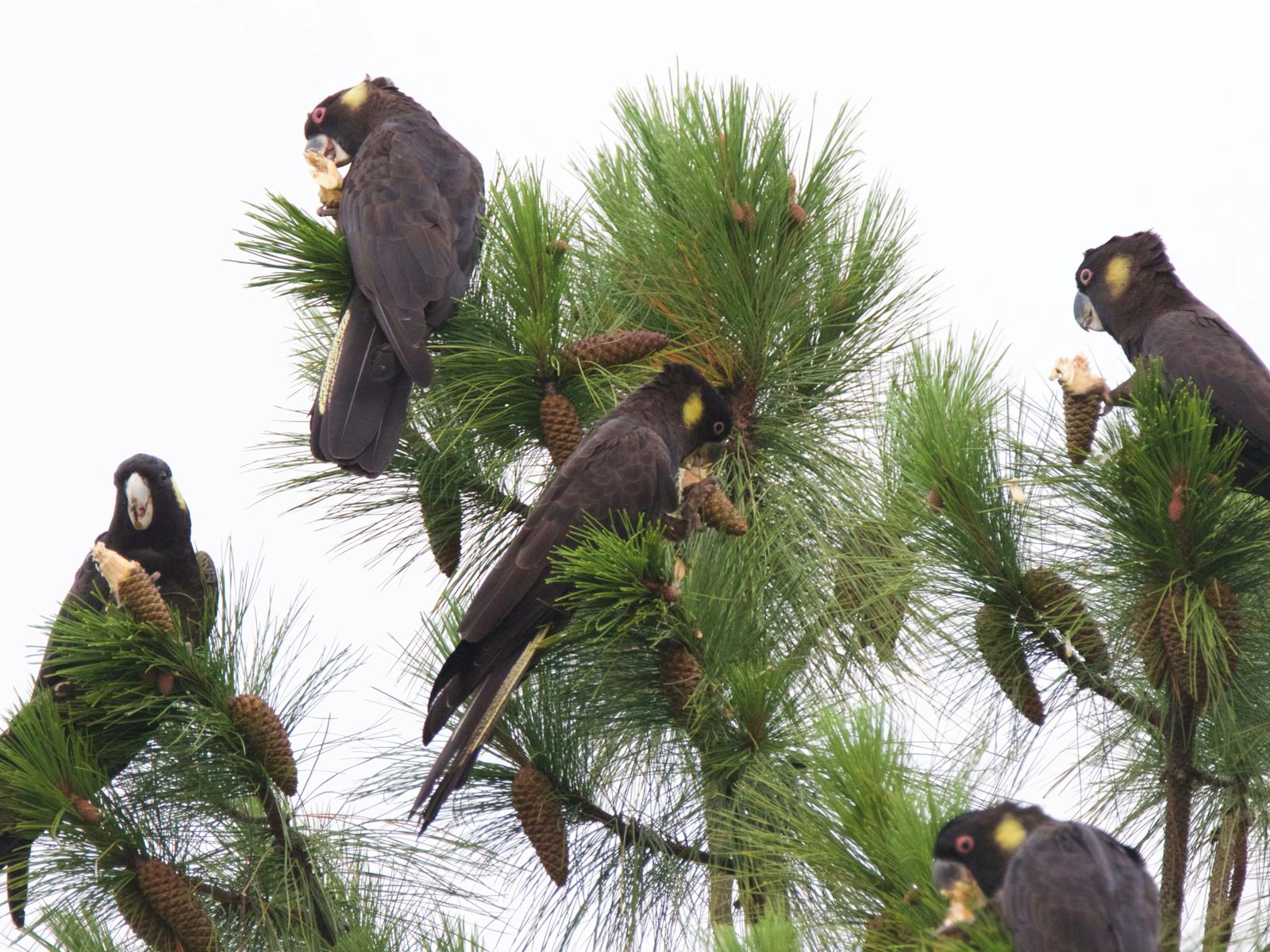 Flock of Yellow-tailed Black Cockatoos feeding on pine cones