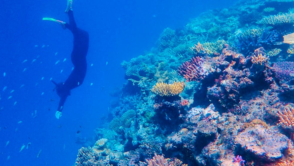 SeaLink North Queensland - Great Barrier Reef Snorkelling Day Tour