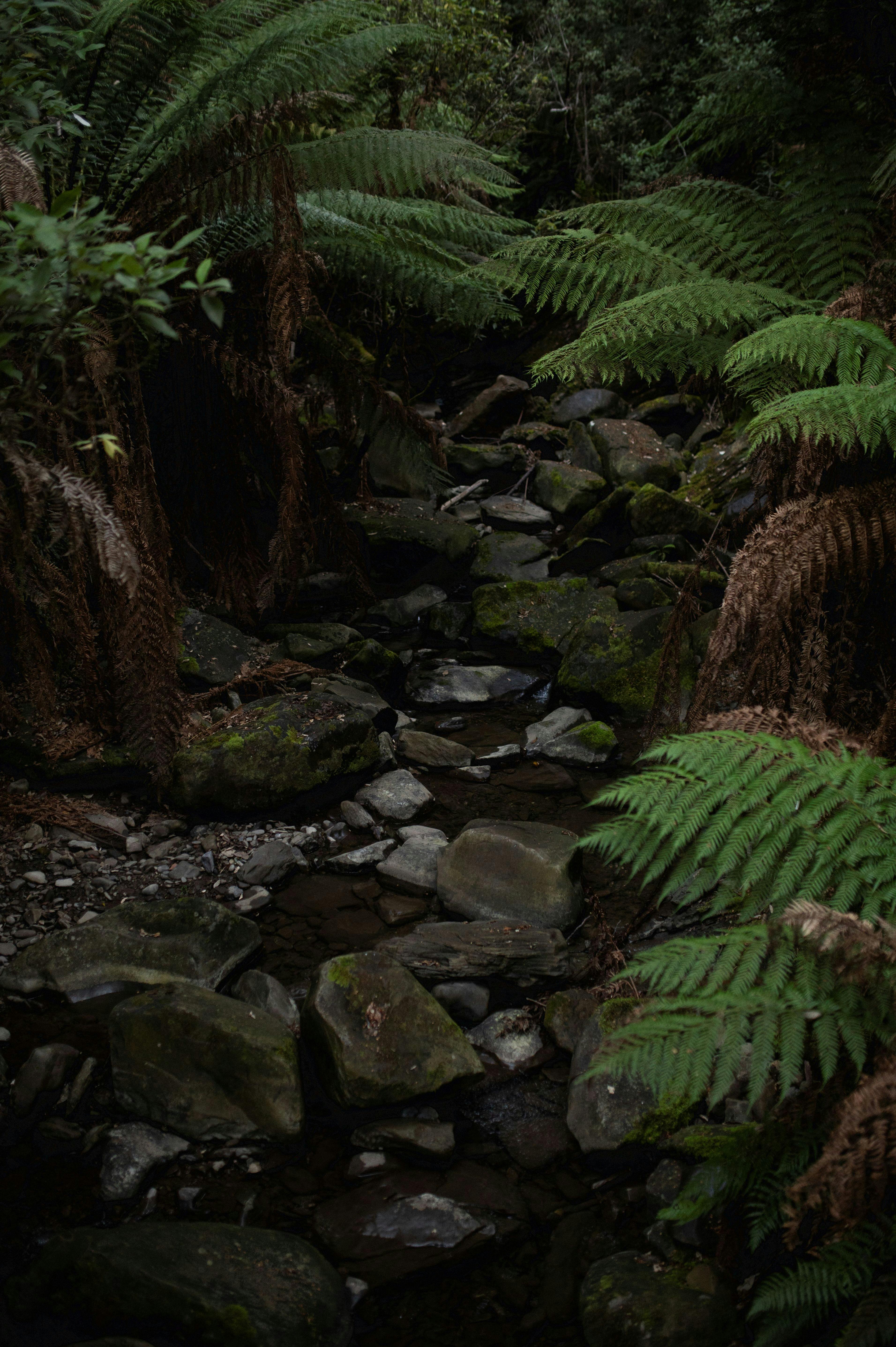 A rocky stream within a rainforest showing man fern moss covered rocks and dark tannin-stained water