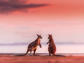 A Must Do - Sunrise with the Wallabies