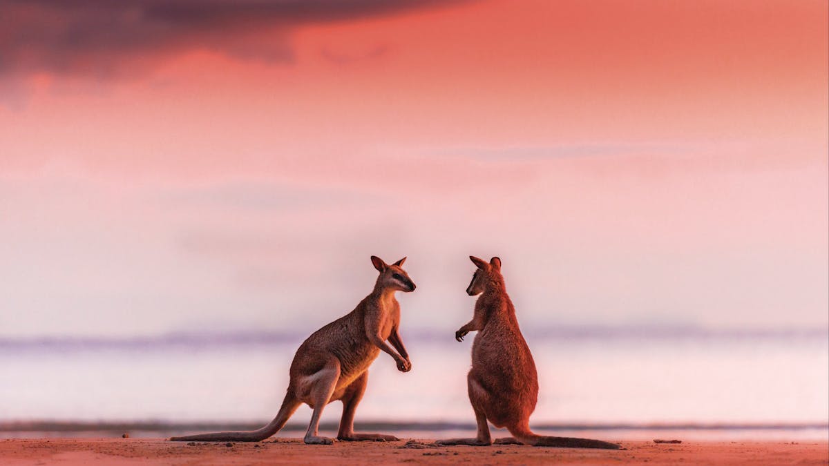 A Must Do - Sunrise with the Wallabies