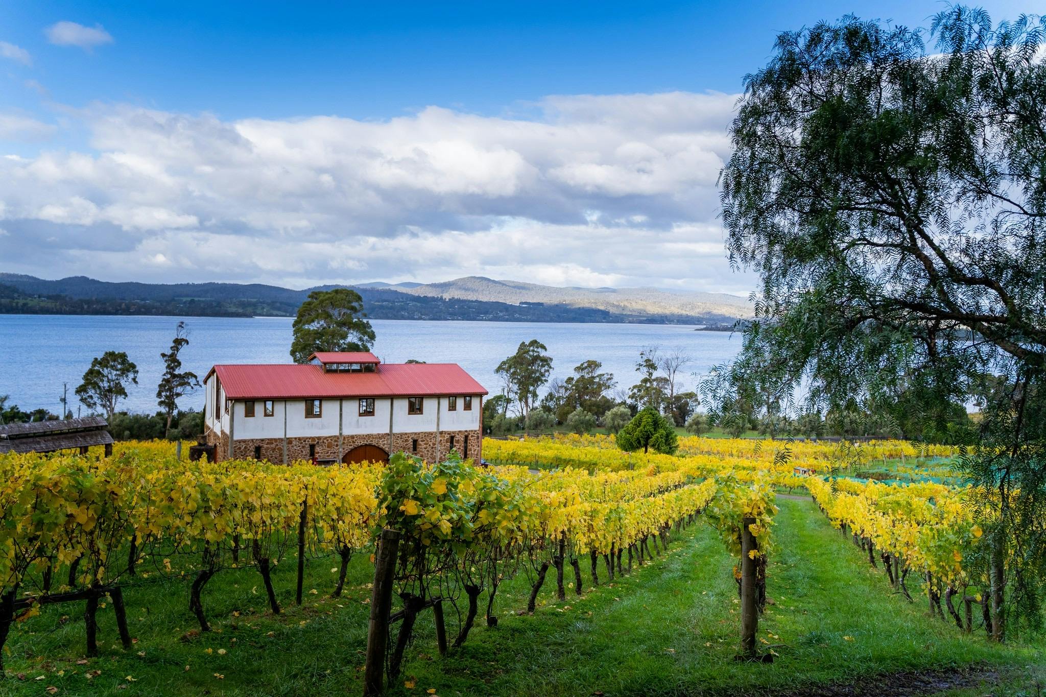 Marions Vineyard overlooking Kanamaluka