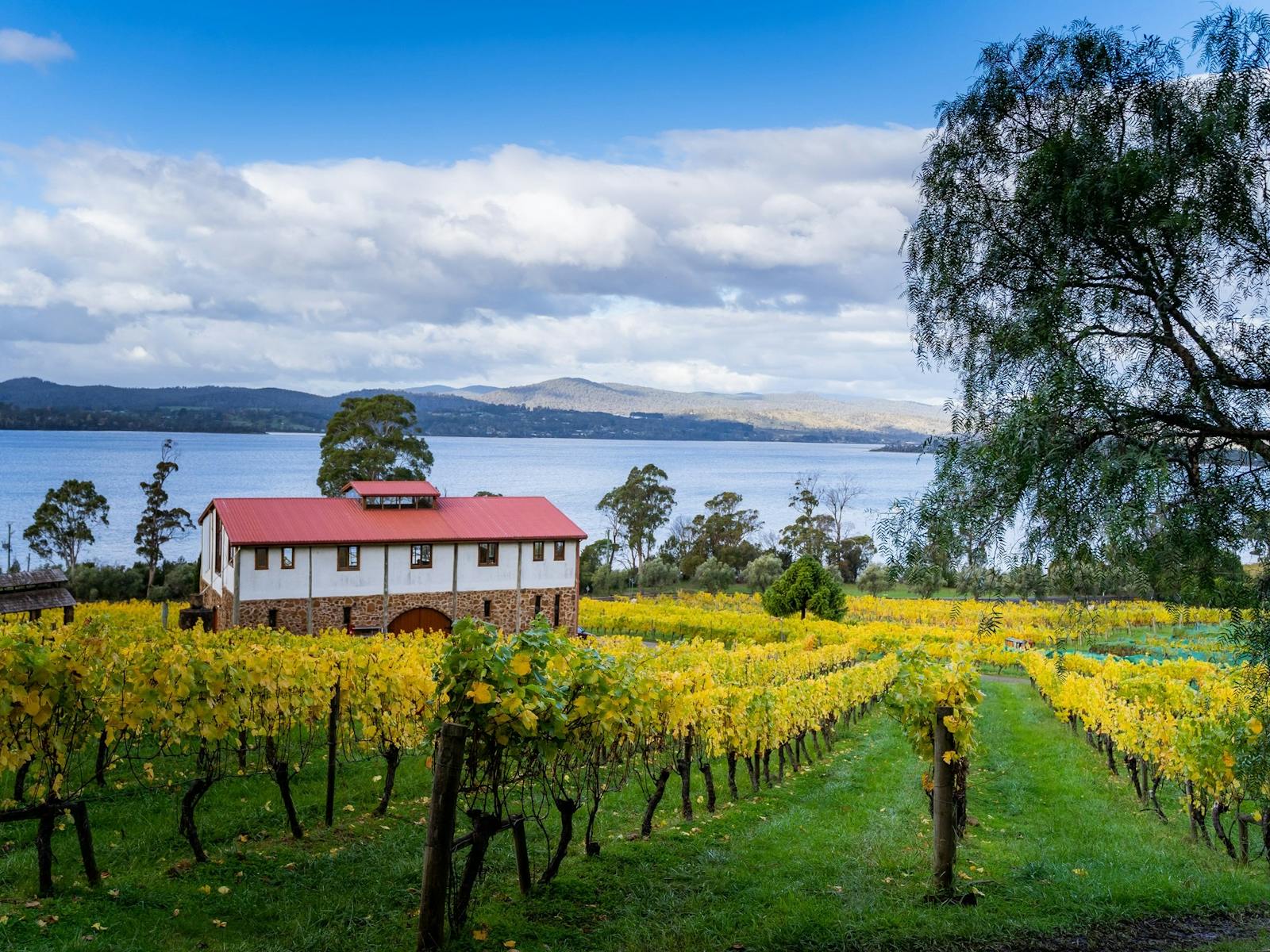 Marions Vineyard overlooking Kanamaluka