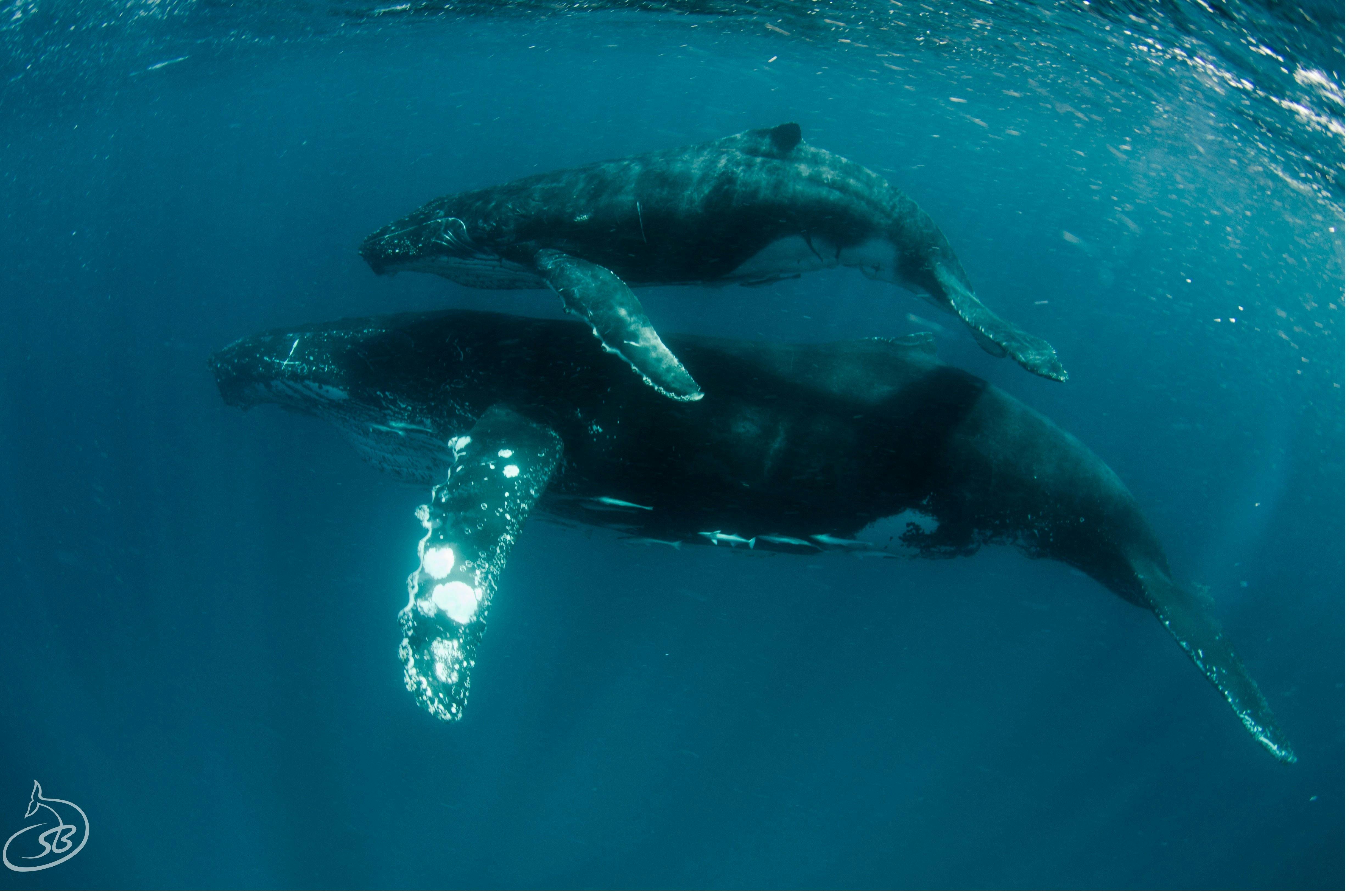 Exmouth Dive and Whalesharks Ningaloo, Exmouth, Western Australia