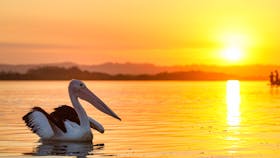 Pelican on the Richmond River at sunset