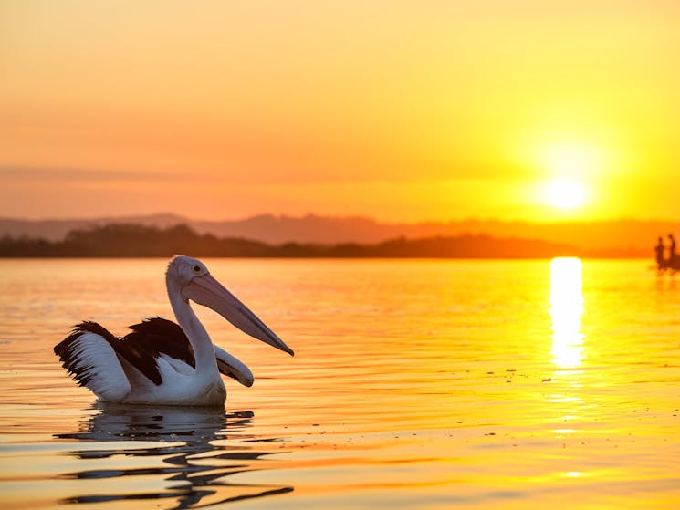 Pelican on the Richmond River at sunset