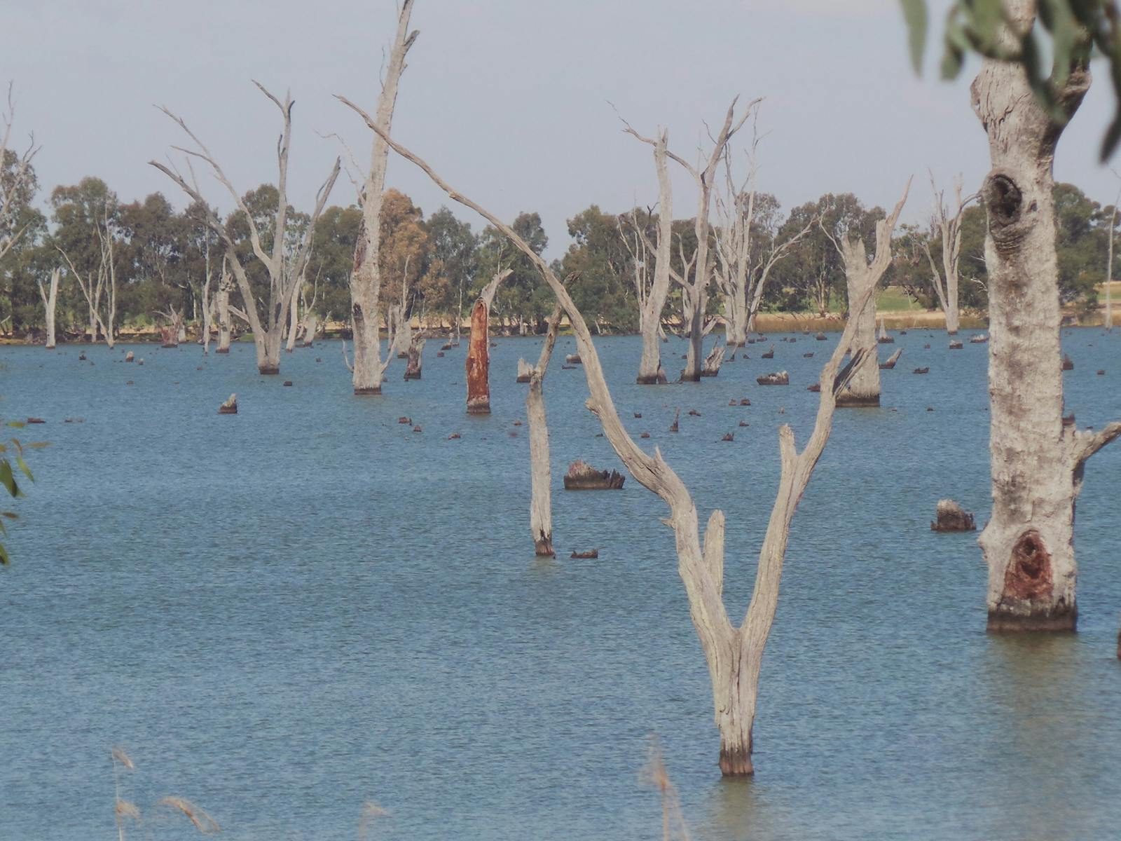 Kyffins Reserve Mulwala