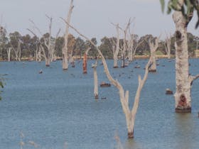Kyffins Reserve Mulwala
