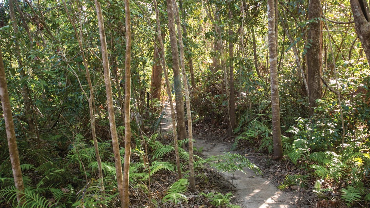 Ferns and trees along Bowenia Rainforest Circuit