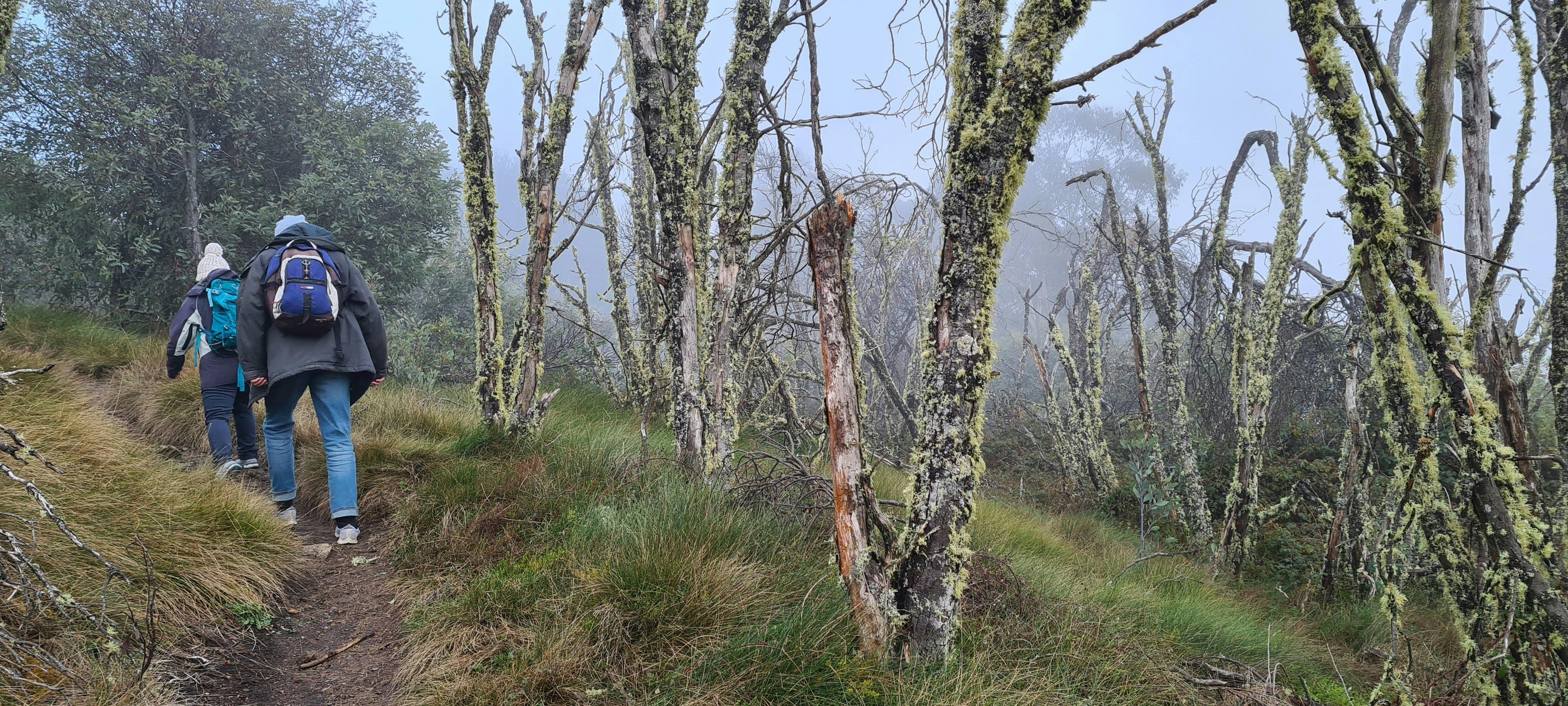 A couple of hikers on the trail to Craig's Hut hiking amongst Snow Gums surrounded by fog.