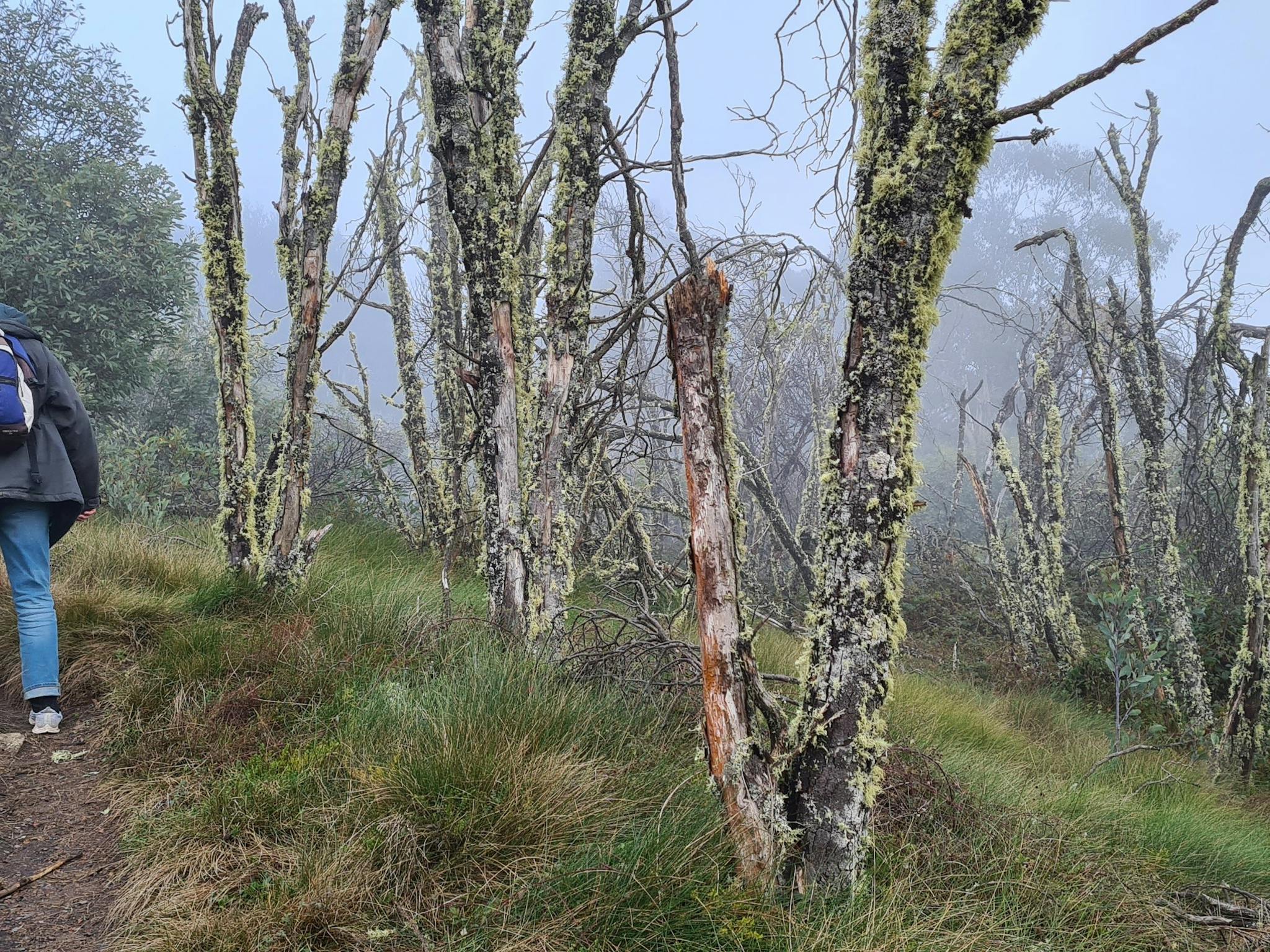 A couple of hikers on the trail to Craig's Hut hiking amongst Snow Gums surrounded by fog.