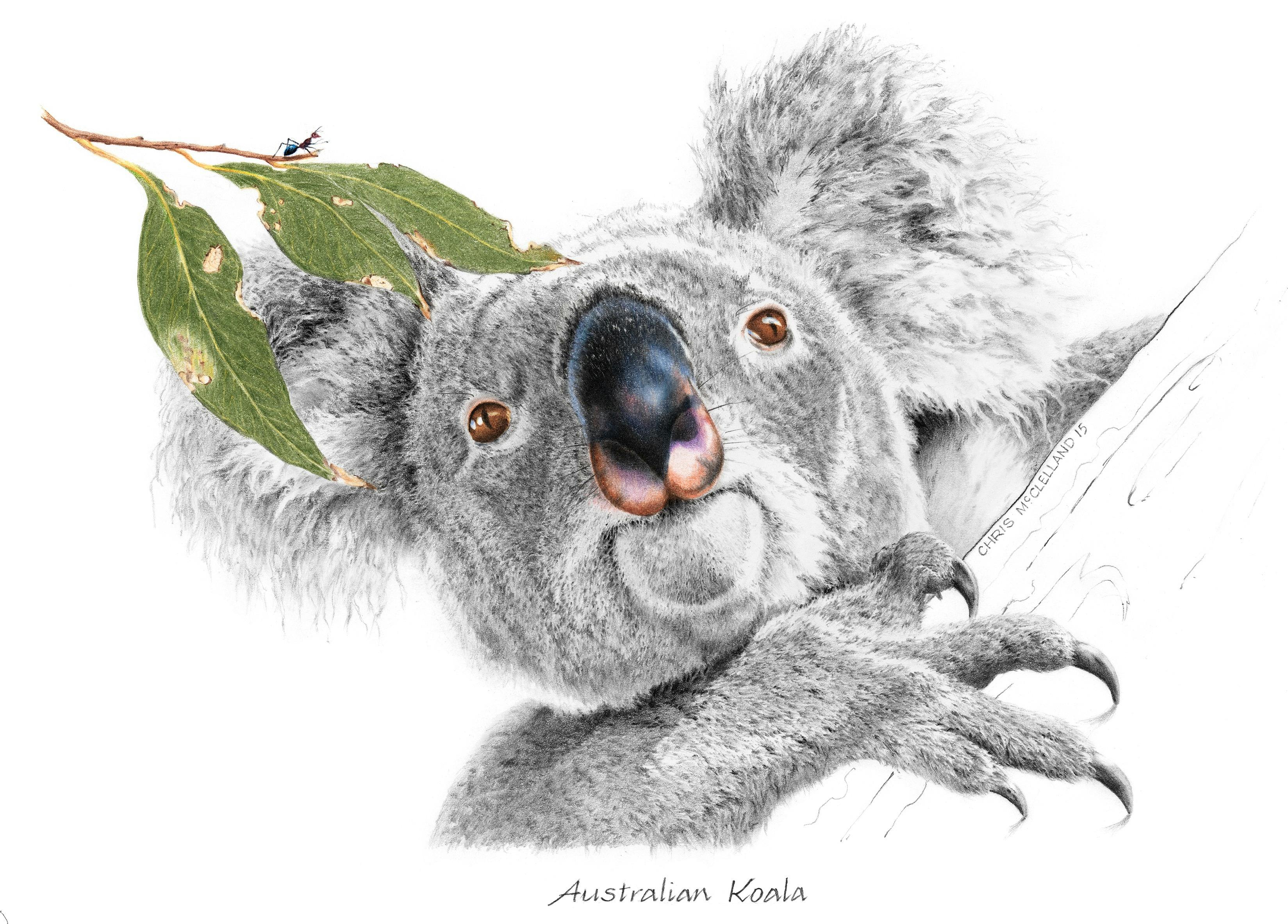 Chris Mcclelland graphite drawing of Australian koala