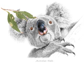 Chris Mcclelland graphite drawing of Australian koala