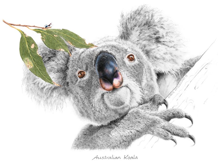 Chris Mcclelland graphite drawing of Australian koala