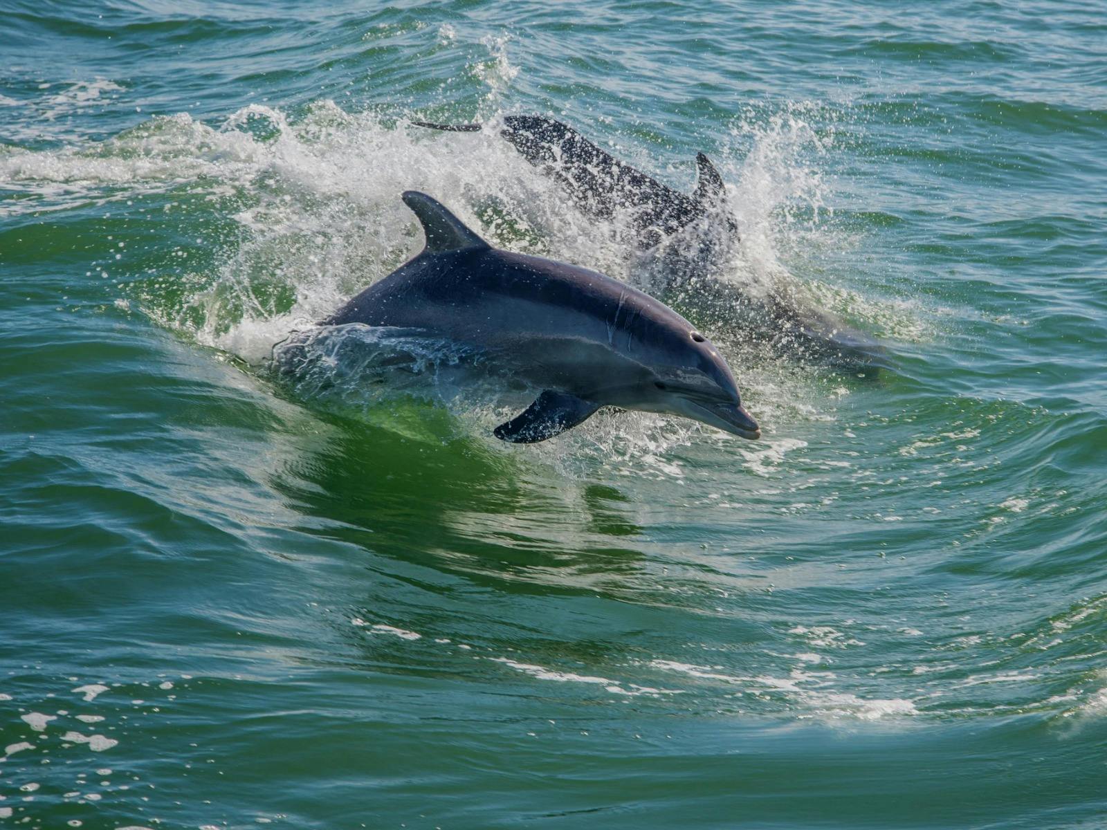 Dolphin Spotting River Cruise