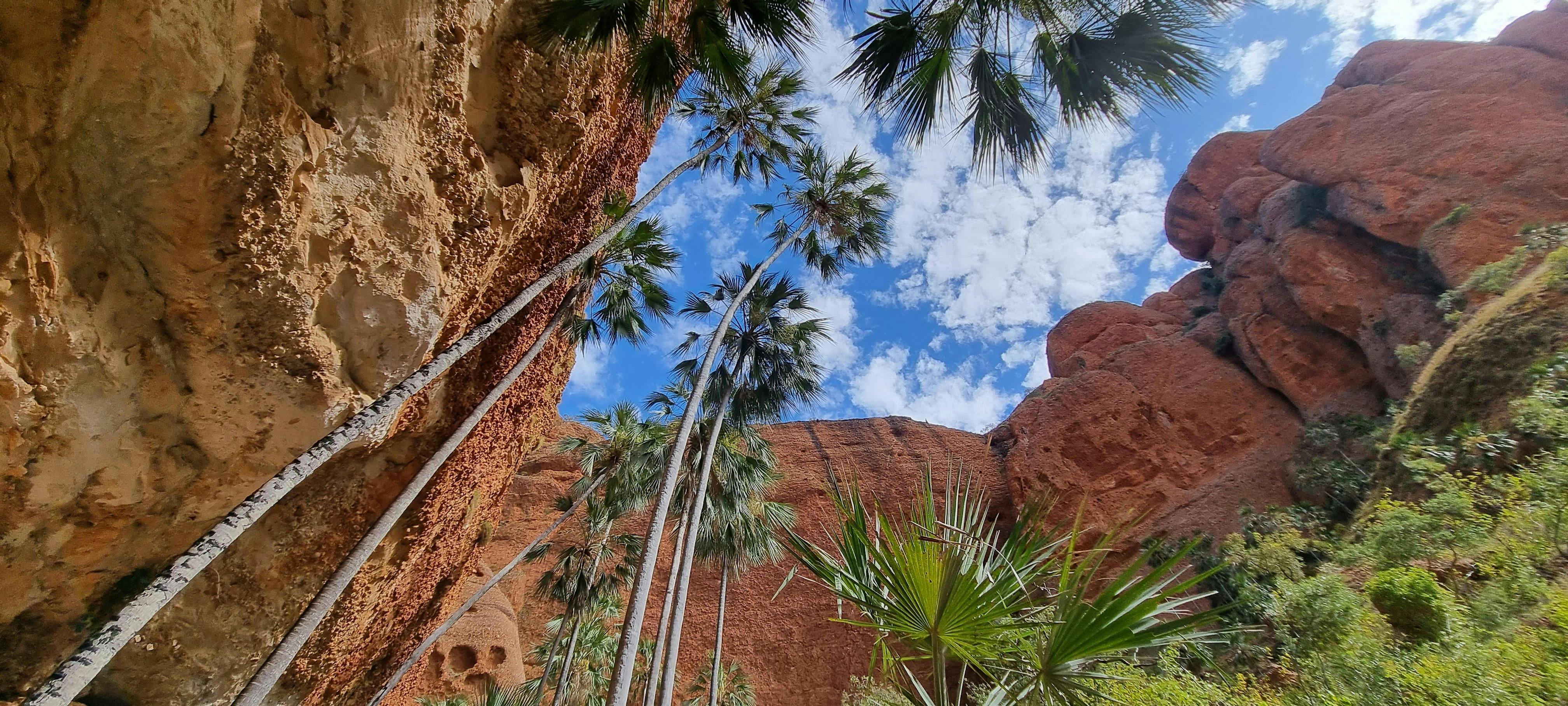 Livistonia Palms Echidna Entry