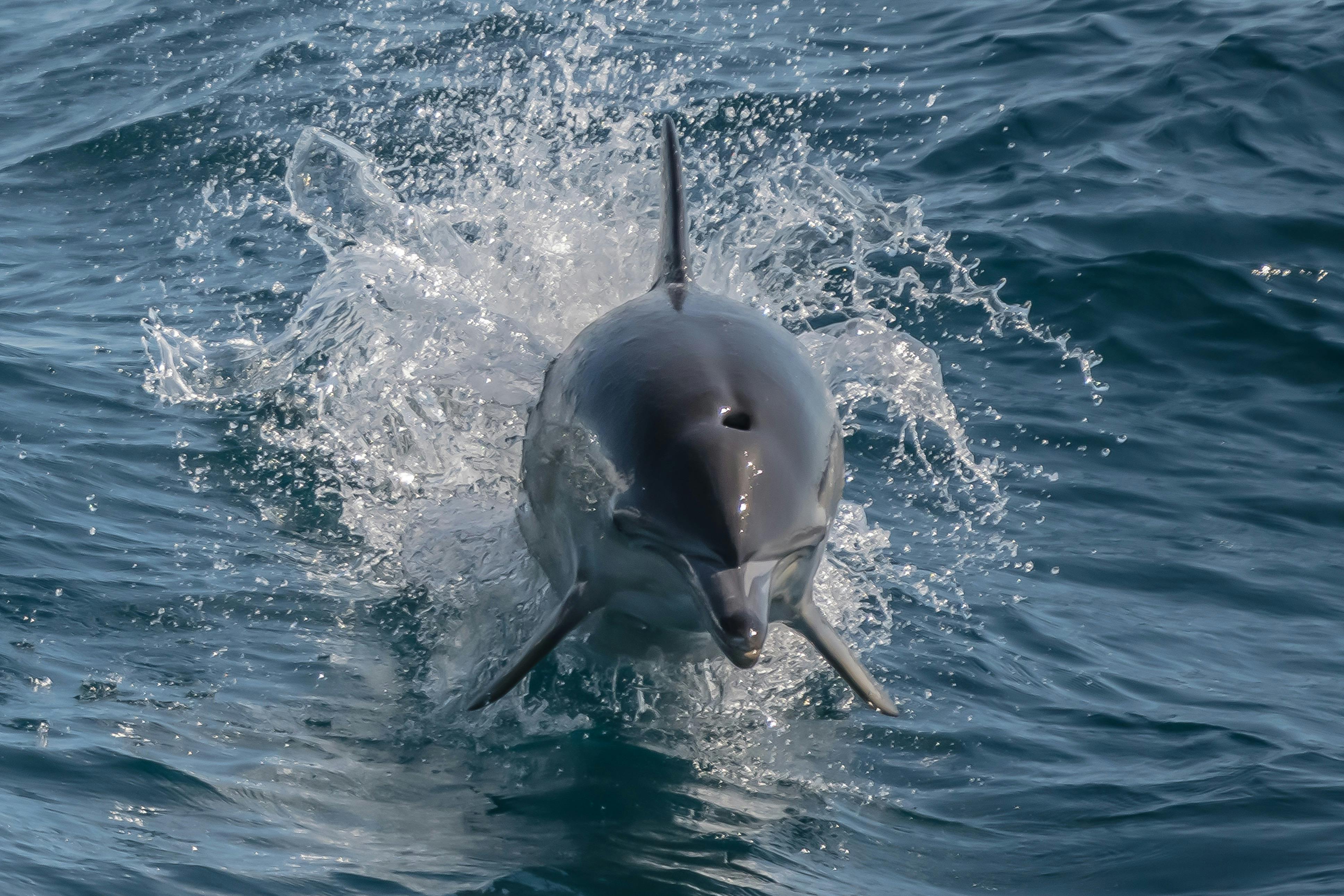 Noosa Thriller Dolphin tour