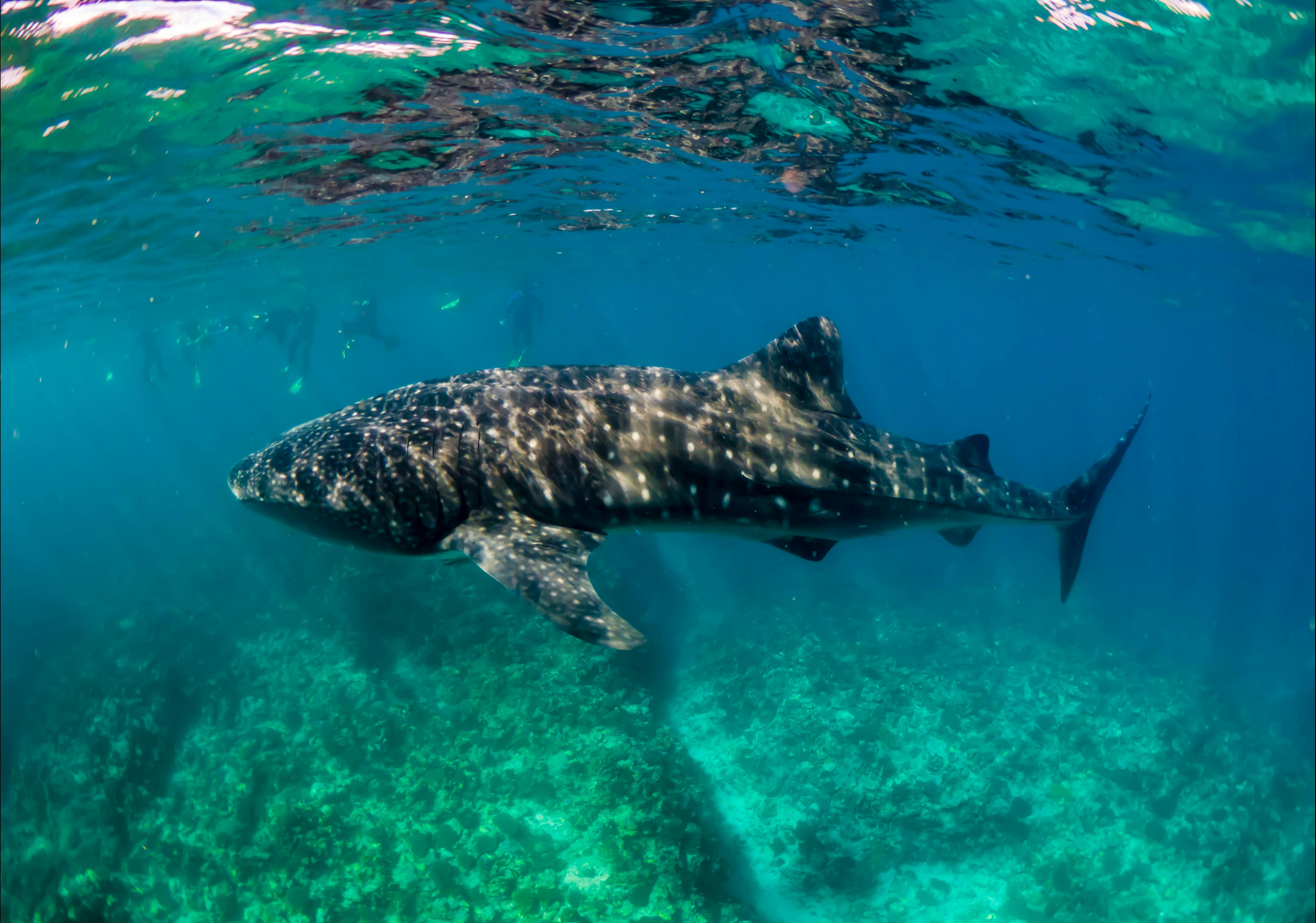 Ocean Eco Adventures, Exmouth, Western Austalia