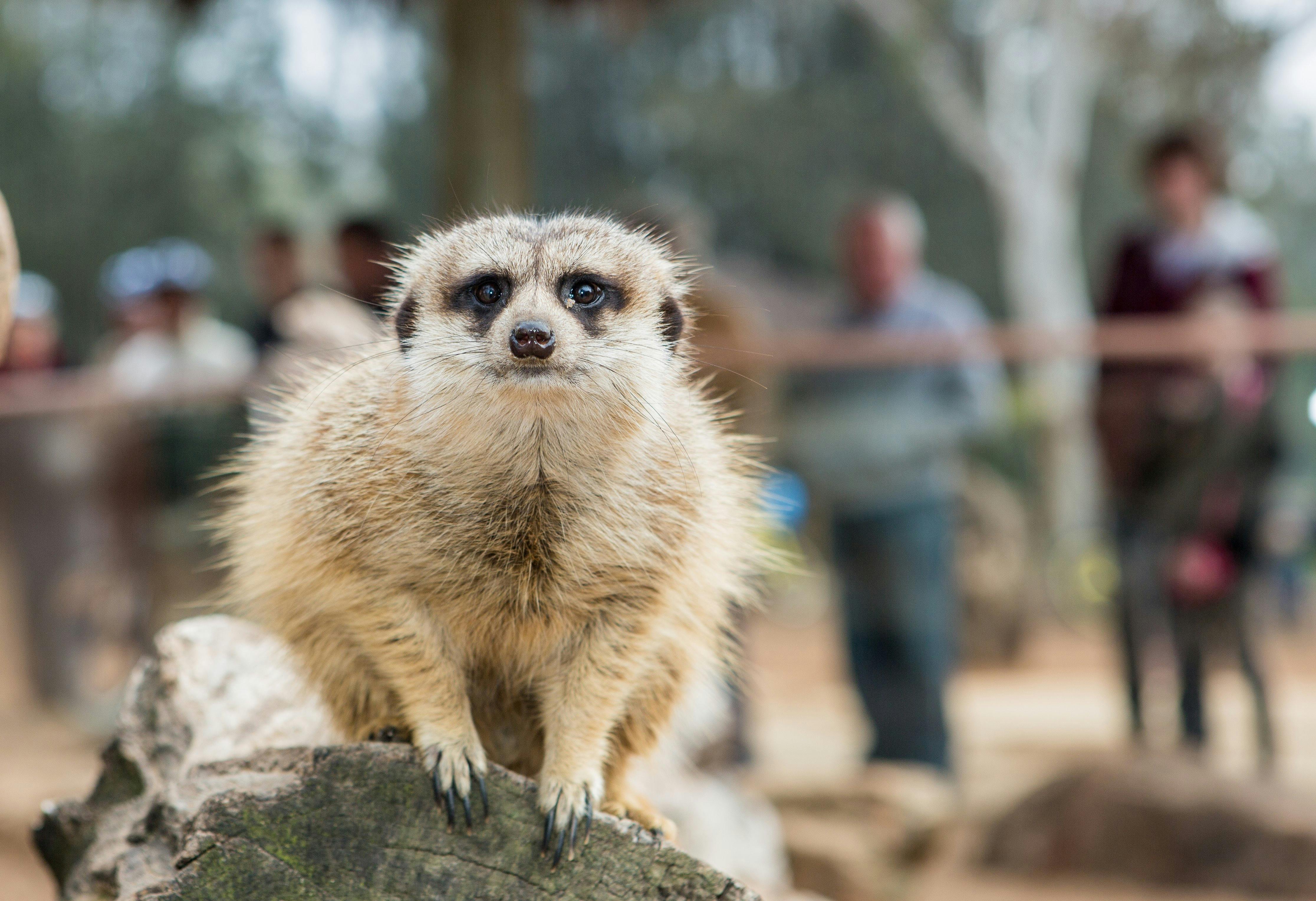 Australia Zoo