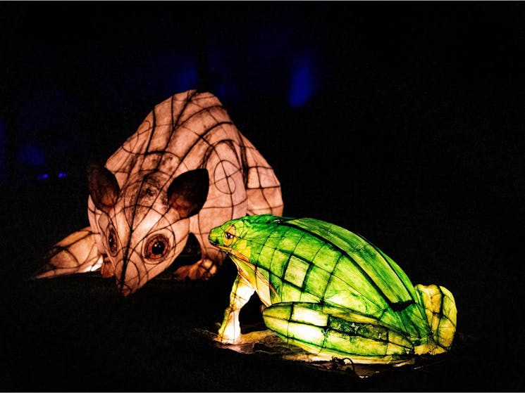 Illuminated artworks of native animals at night