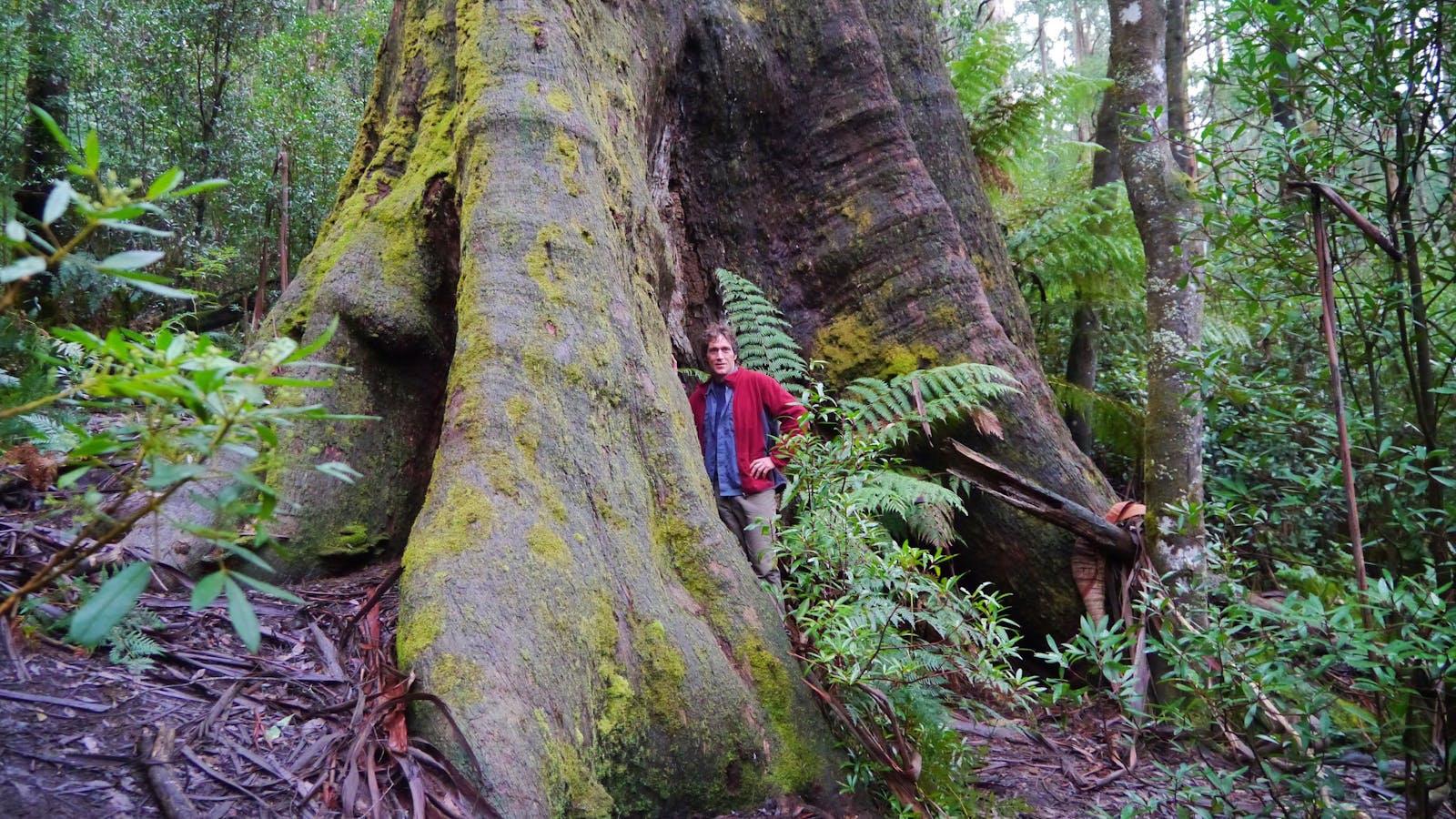 A tree hunter stands at the base of a massive forest tree