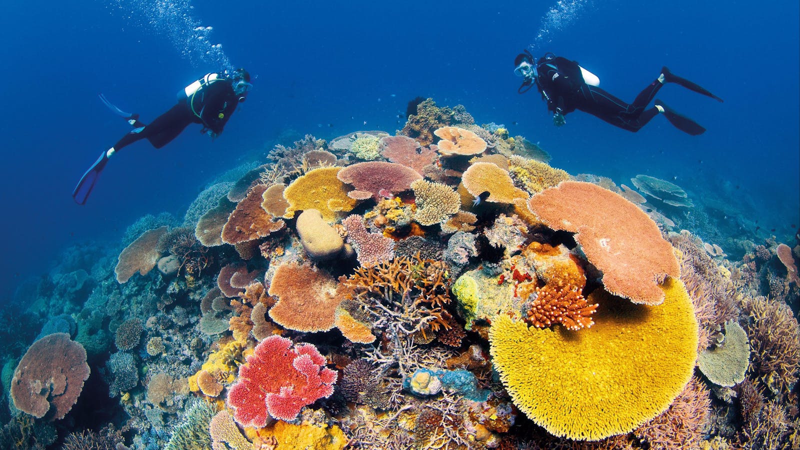 Agincourt Reef