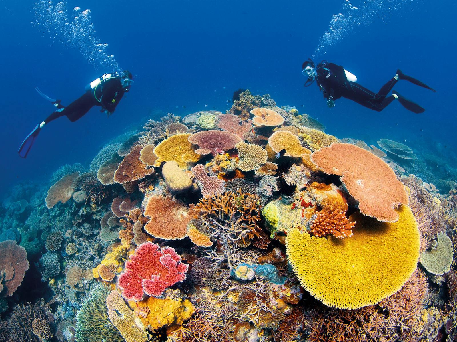 Agincourt Reef — photo 2 of 6