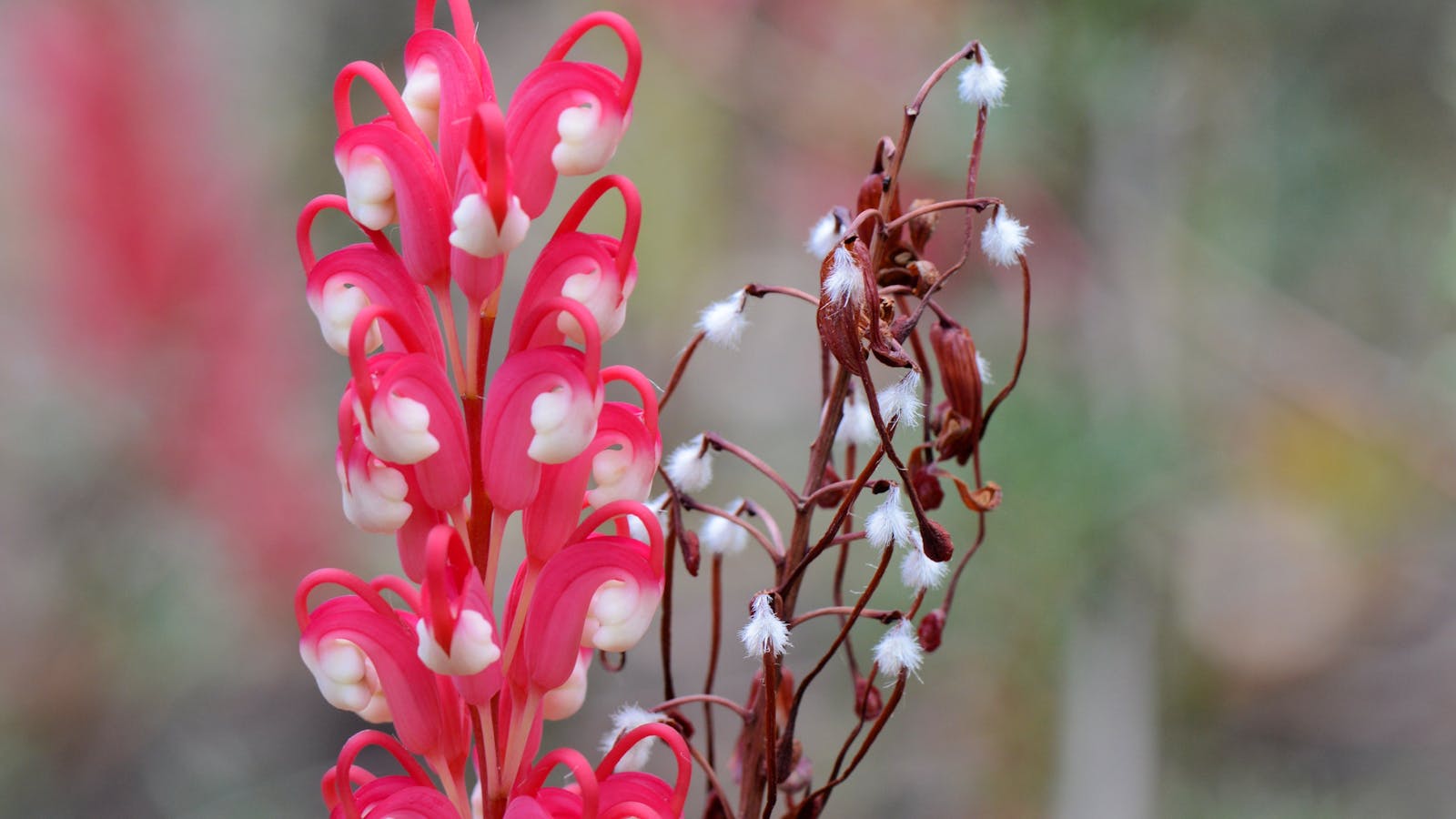 Illawarra Grevillea Park Botanic Garden