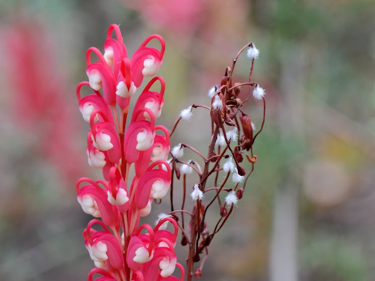 Illawarra Grevilla Park - Grevillea Georgiana