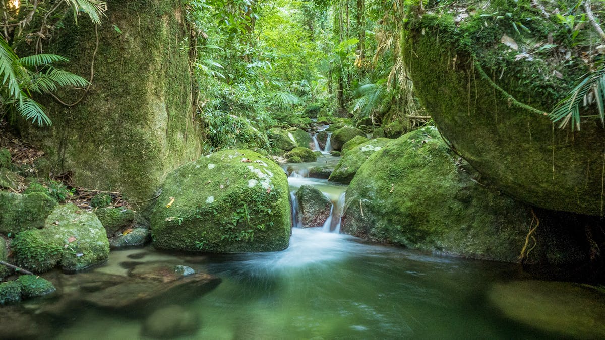 Mossman Gorge Adventure Day tour
