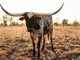 Texas Longhorn at Charters Towers