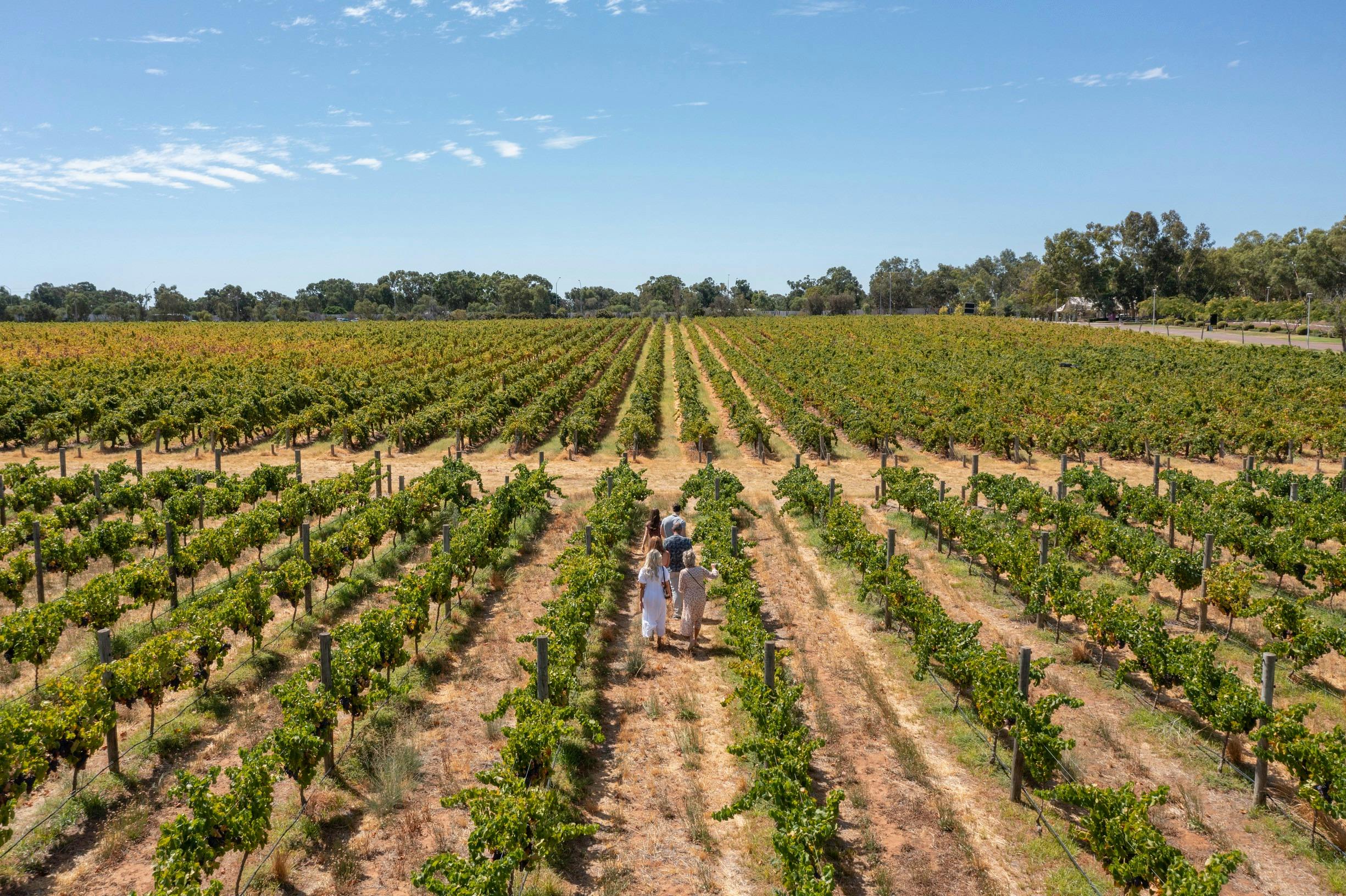 Aerial view of people walking through the vineyards at Sandalford Wines
