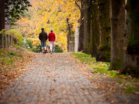 Couple walking along paved footpath lined with trees in autumn colours