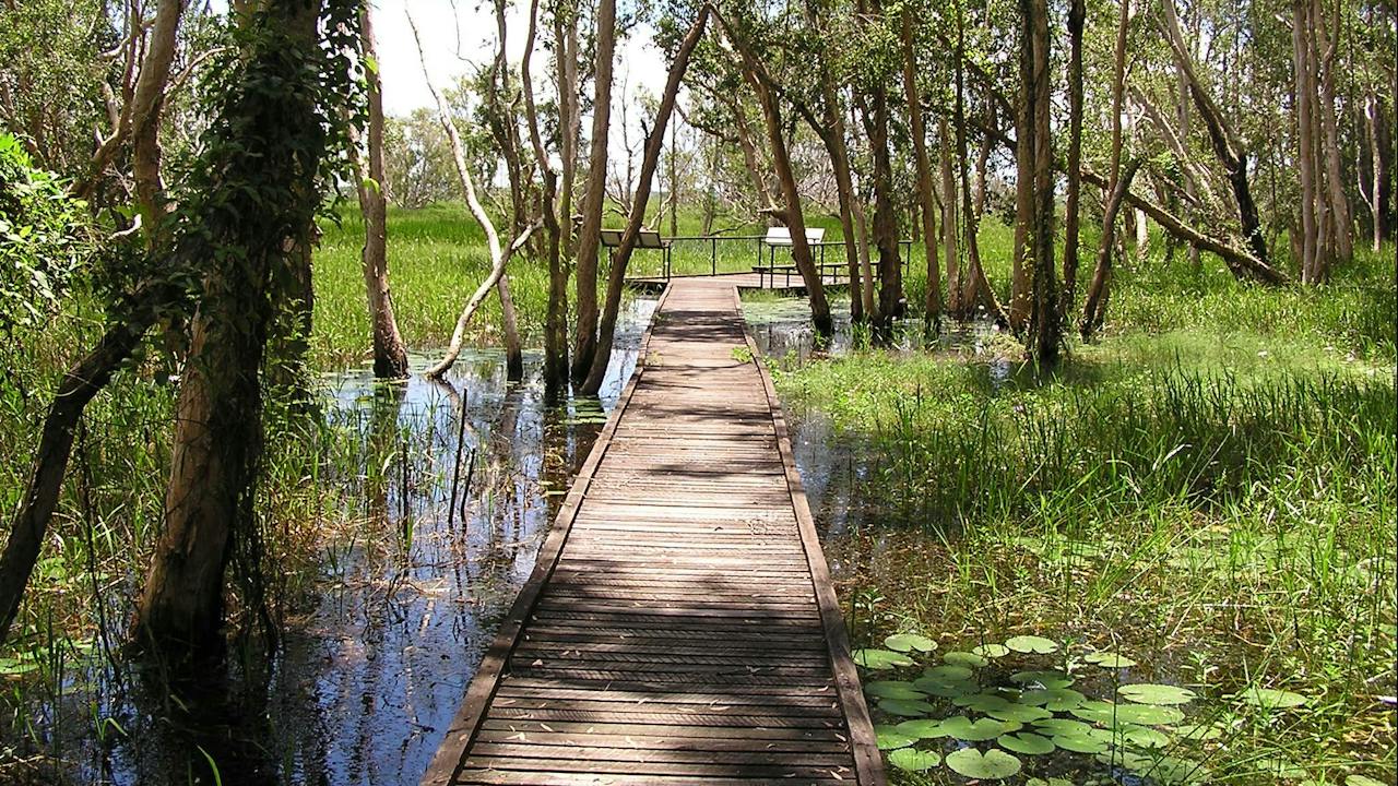 Windows to Waterlilies walk - Fogg Dam