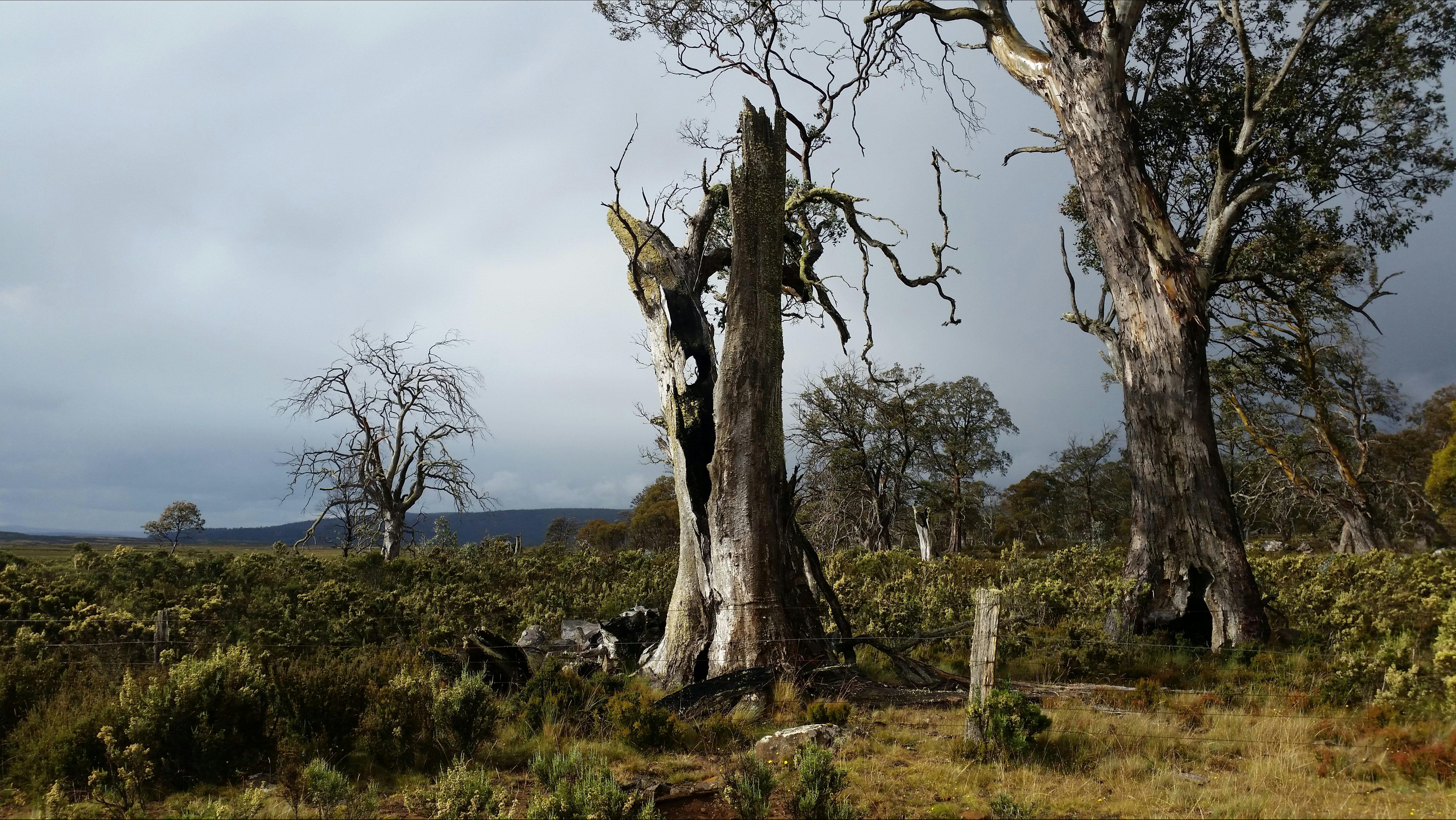 Tasmania Wilderness Explorer tours with Spirit Safaris