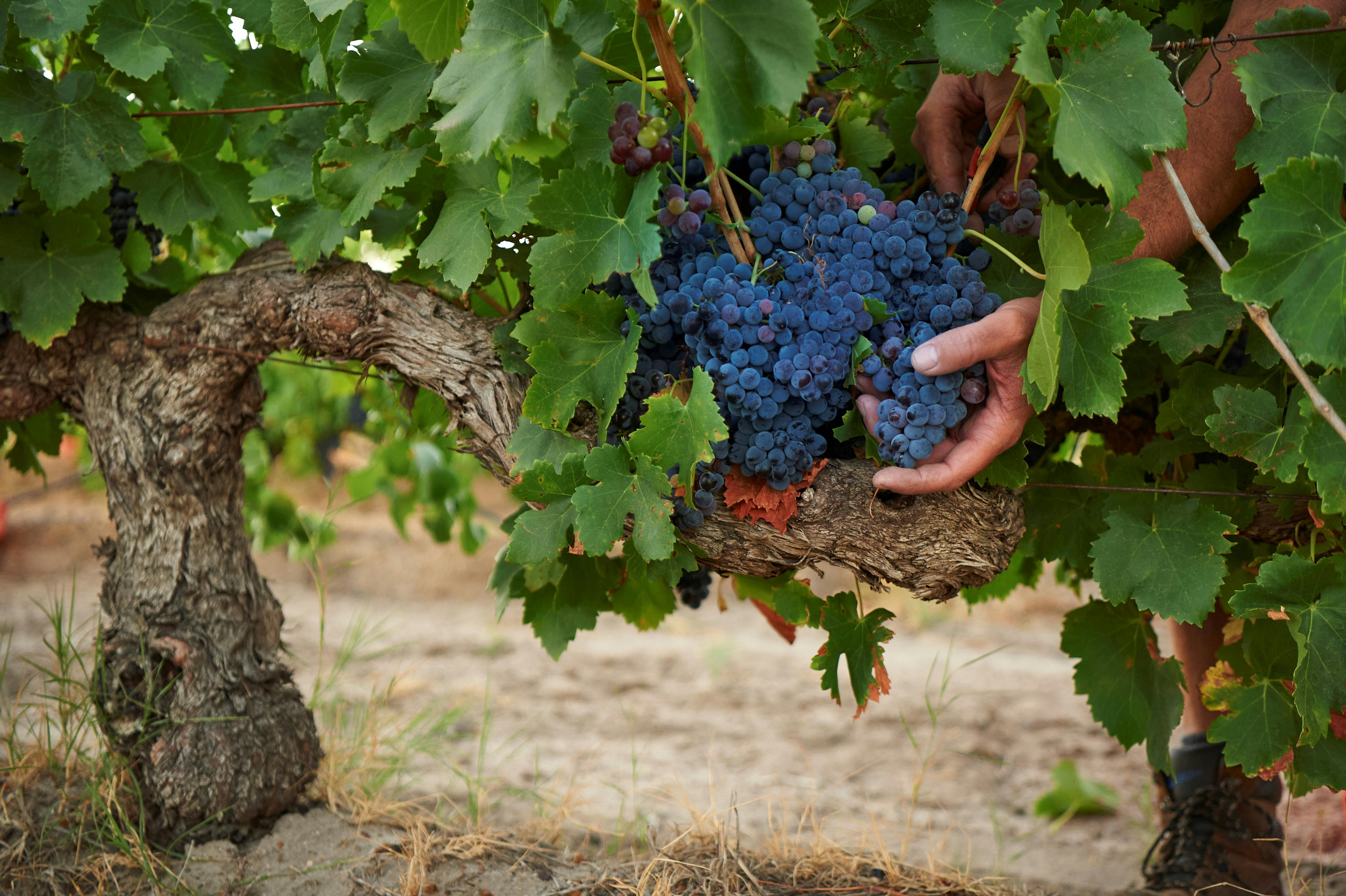 Old Vine Grenache