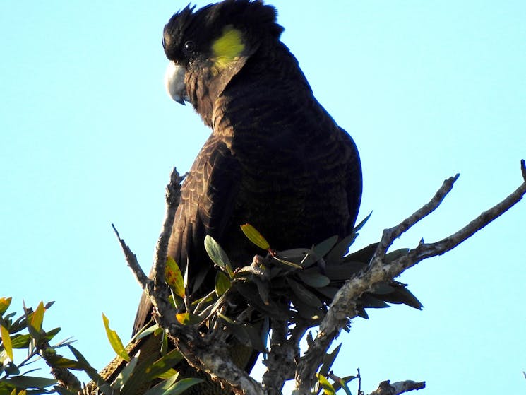 Locally migratory and fairly common. Feeds mainly on native trees and shrubs, especially banksia.