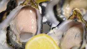Amazing Oysters Hobart Wine Tour