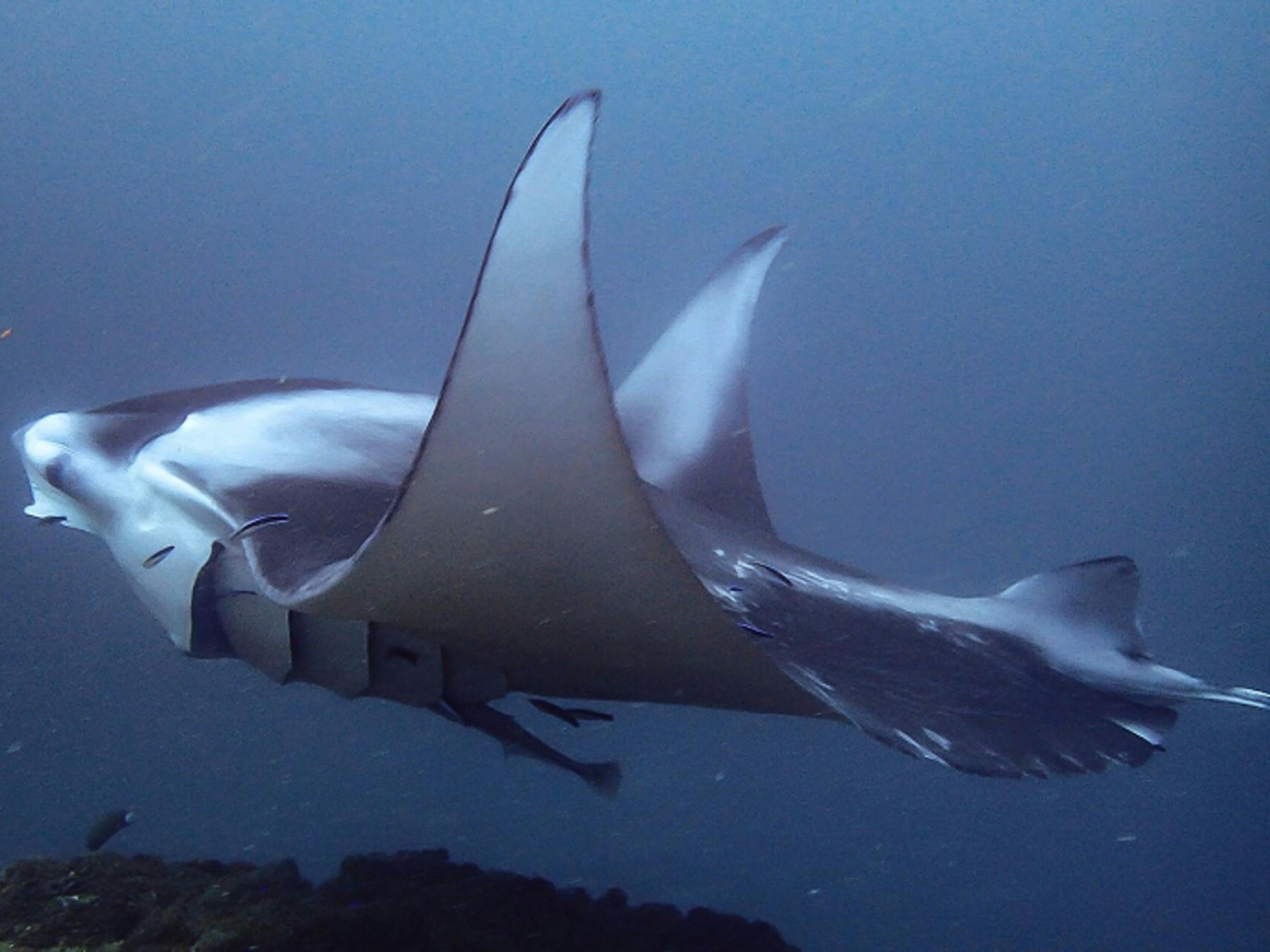 Manta Ray