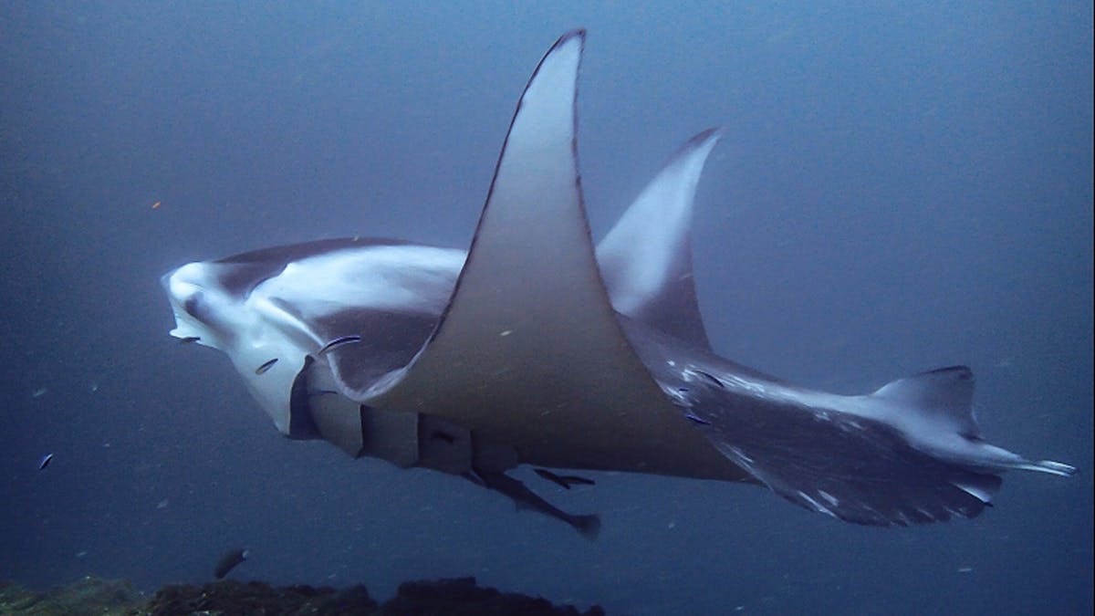 Manta Ray Manta Ray