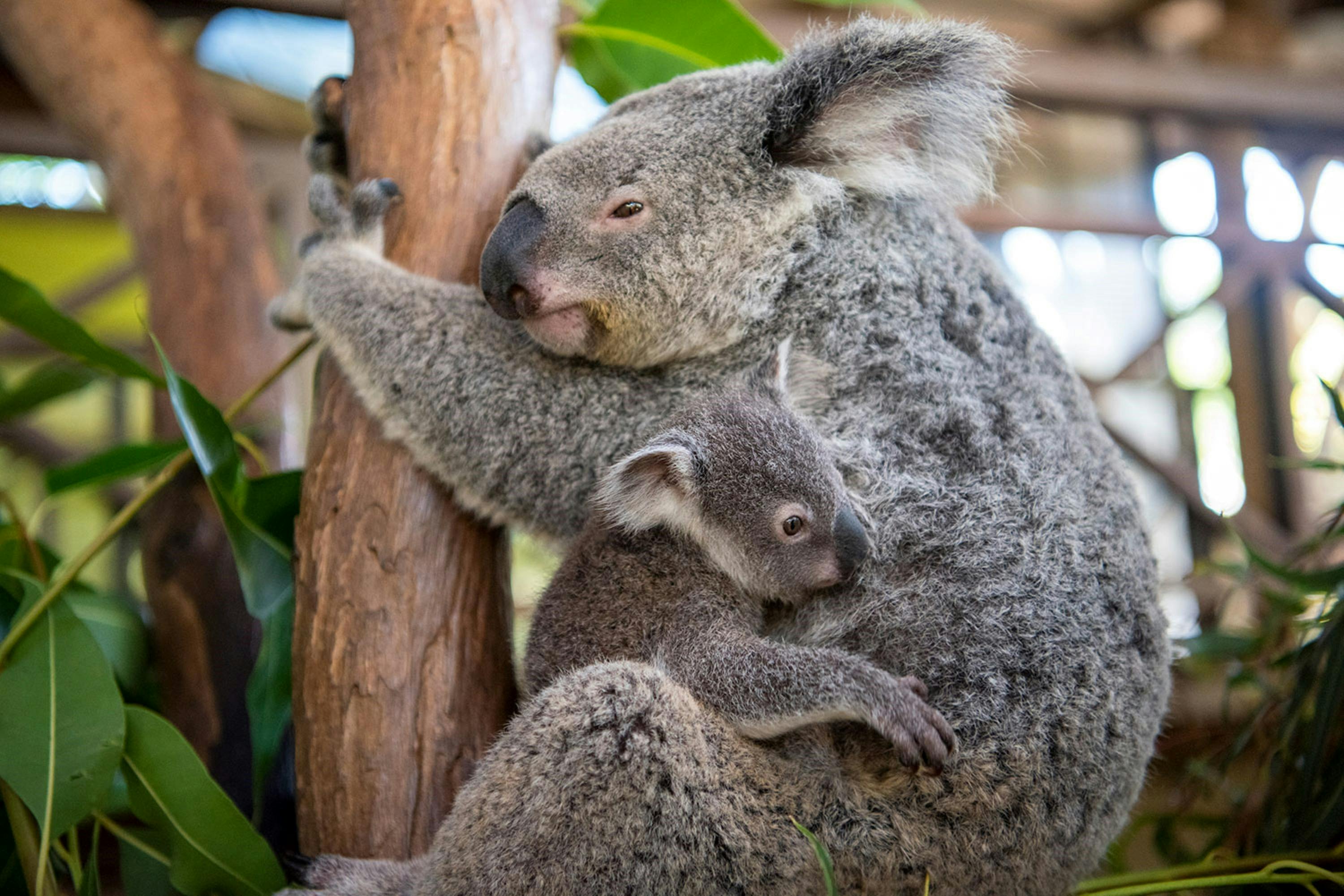 Tour 7A & 7B - Wildlife, The Daintree Rainforest & Mossmna Gorge