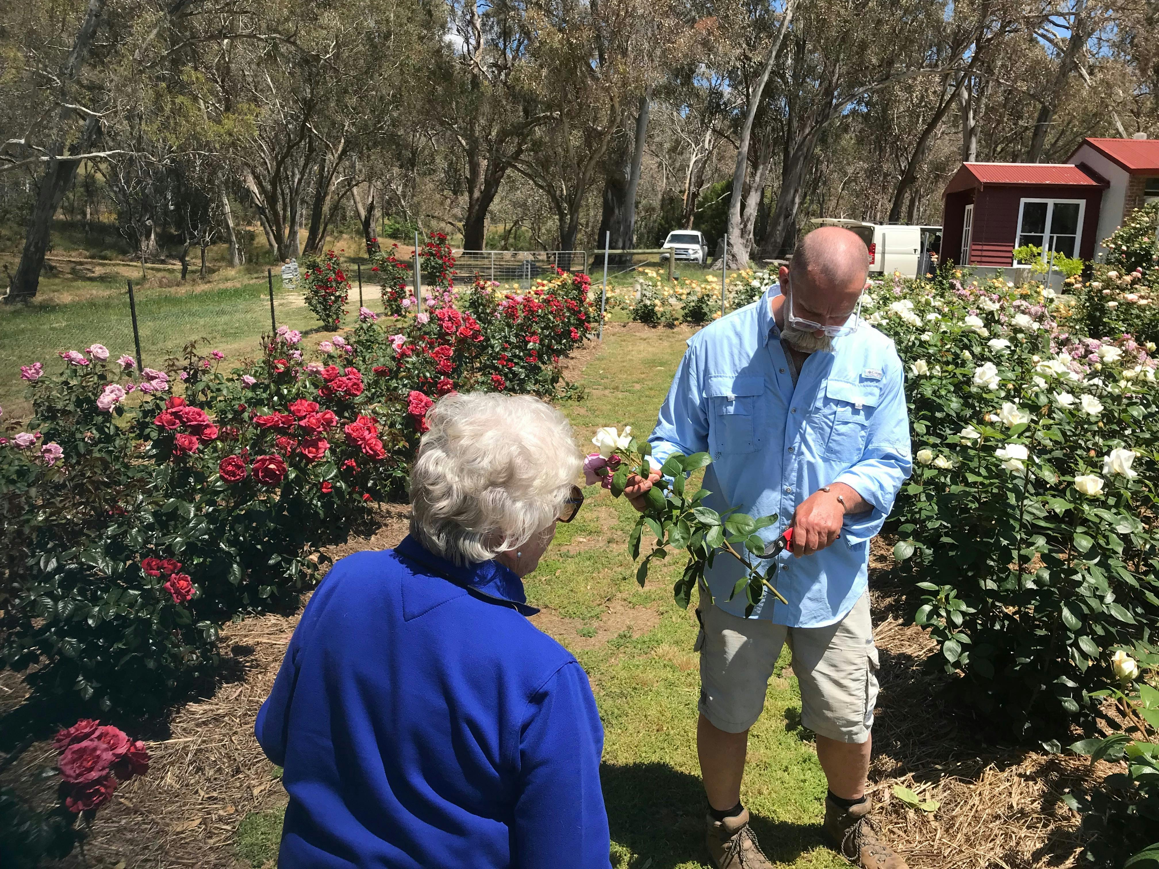 Discussing Rose varieties
